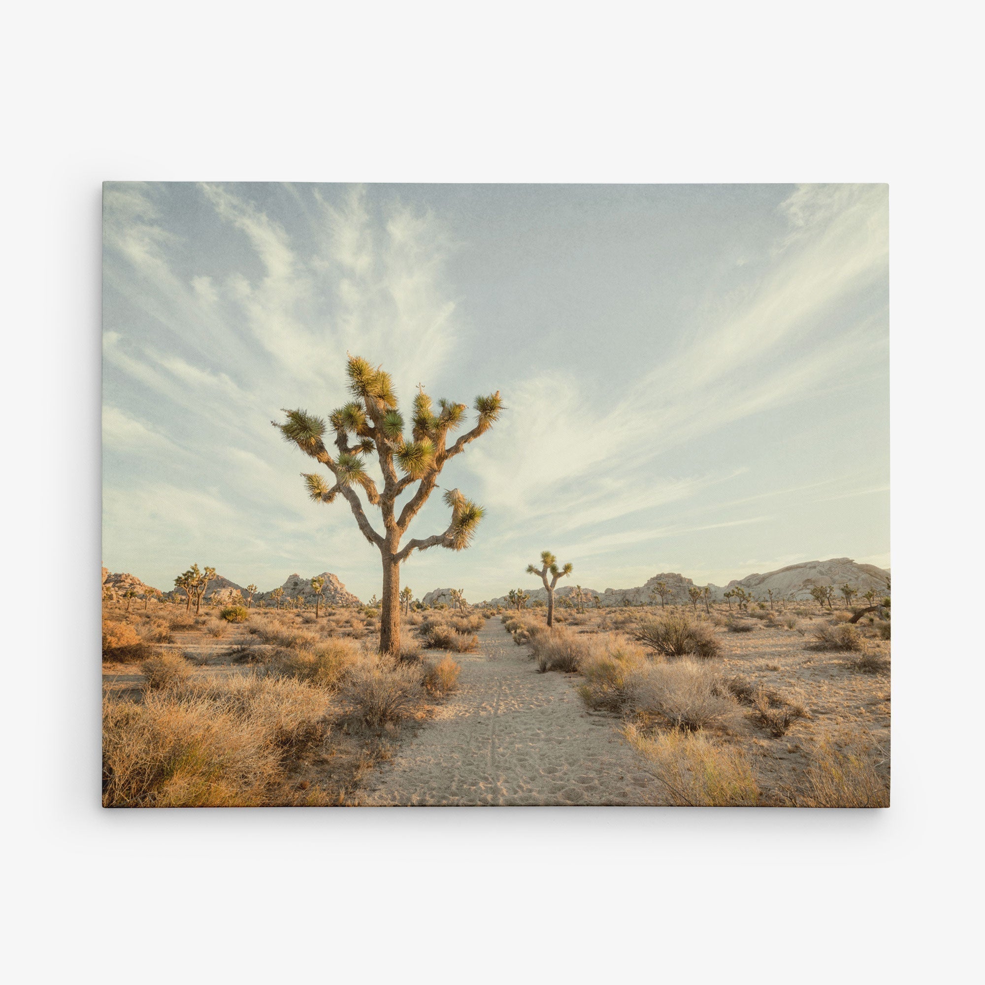 A stunning 30x40 California Canvas Print from Offley Green, showcasing a desert landscape with towering, iconic Joshua trees dotting the sandy expanse. The clear sky, adorned with wispy clouds, stretches over rocky formations bathed in the soft, golden light of dawn or dusk—an ideal piece for wall art among the over 10 designs available.