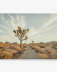 A stunning 30x40 California Canvas Print from Offley Green, showcasing a desert landscape with towering, iconic Joshua trees dotting the sandy expanse. The clear sky, adorned with wispy clouds, stretches over rocky formations bathed in the soft, golden light of dawn or dusk—an ideal piece for wall art among the over 10 designs available.