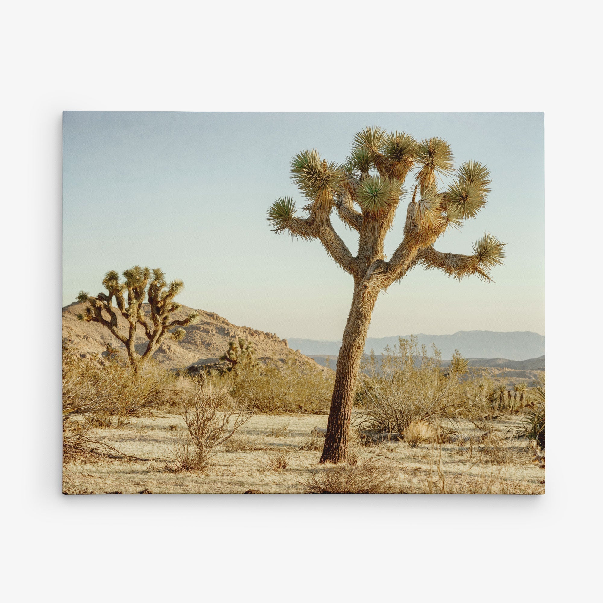 Immerse yourself in the stunning scenery of a desert landscape with the 30x40 California Canvas Print by Offley Green. This artwork features a prominent Joshua tree in the foreground and another in the distance, surrounded by shrubs and small plants on rugged terrain. The clear blue sky and distant mountains add to the tranquil beauty, as soft sunlight casts gentle shadows on the ground—a quintessential piece for California-inspired décor or wall art from one of over 10 unique designs available.