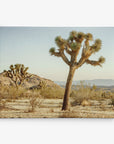 Immerse yourself in the stunning scenery of a desert landscape with the 30x40 California Canvas Print by Offley Green. This artwork features a prominent Joshua tree in the foreground and another in the distance, surrounded by shrubs and small plants on rugged terrain. The clear blue sky and distant mountains add to the tranquil beauty, as soft sunlight casts gentle shadows on the ground—a quintessential piece for California-inspired décor or wall art from one of over 10 unique designs available.