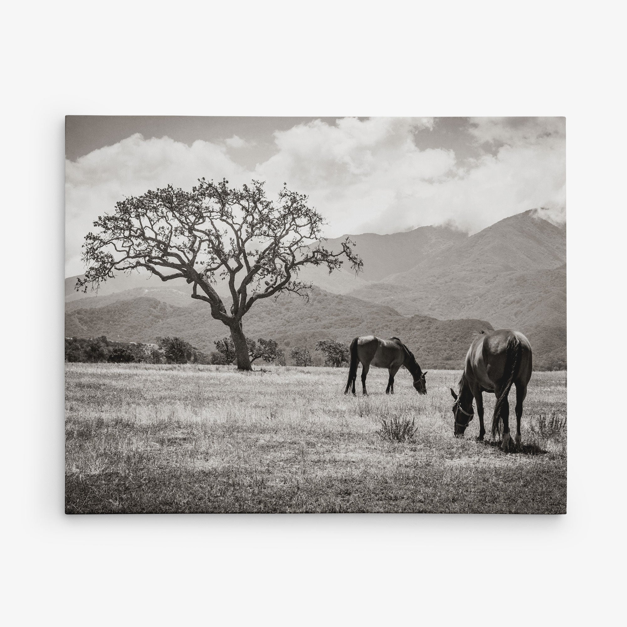 A black and white photograph of two horses grazing in an open field with a single large tree. Mountains and a cloudy sky form the backdrop, creating a serene and timeless rural scene, perfect as an Offley Green 11x14 Rustic Canvas Print (Choose from 10+ Designs) to enhance any wall art collection.