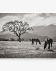 A black and white photograph of two horses grazing in an open field with a single large tree. Mountains and a cloudy sky form the backdrop, creating a serene and timeless rural scene, perfect as an Offley Green 11x14 Rustic Canvas Print (Choose from 10+ Designs) to enhance any wall art collection.