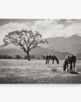 A black-and-white photograph of a peaceful landscape featuring two horses grazing in an open field. In the background, there's a lone, leafless tree with mountains and a partly cloudy sky. This piece of rustic wall art is beautifully presented as the Offley Green 16x20 Rustic Canvas Print (Choose from 10+ Designs) for sustainable artwork lovers.