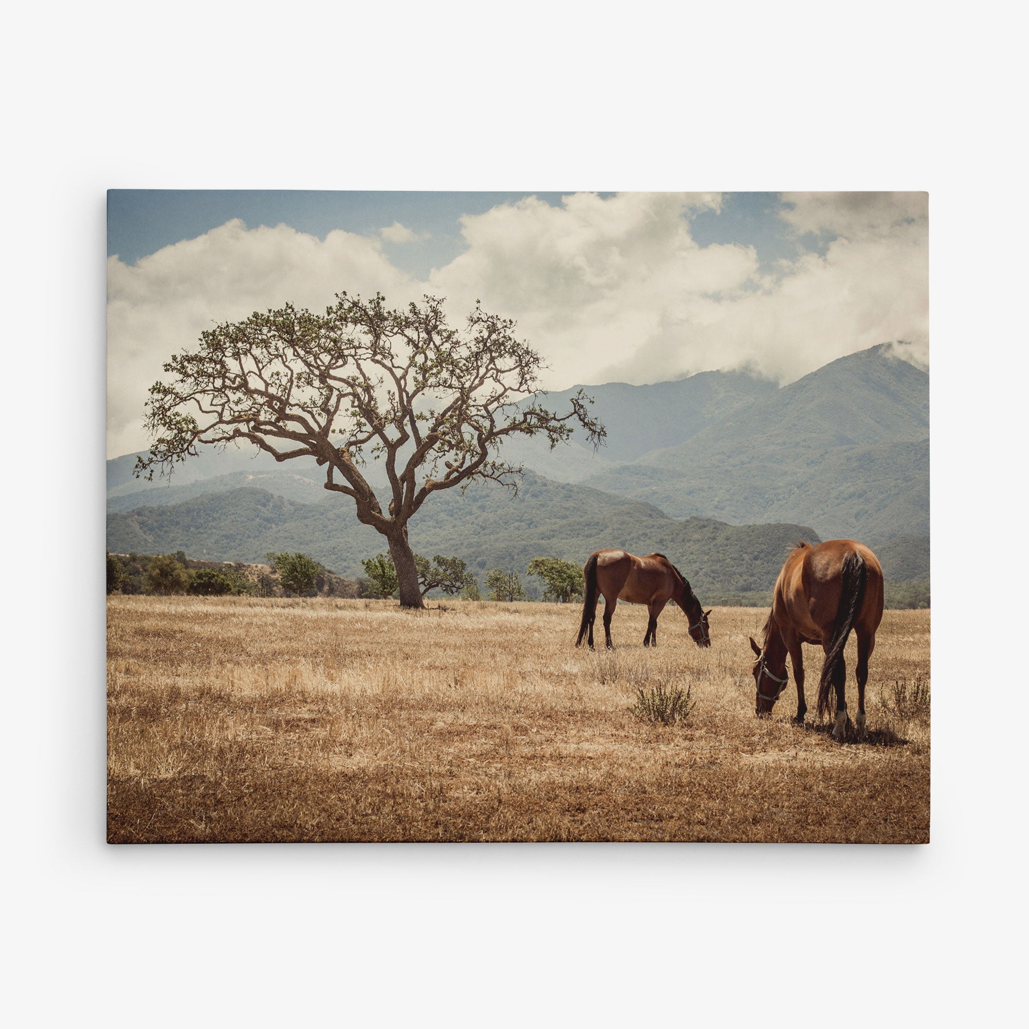 Two horses graze in a dry, grassy field with a single large tree in the background. Mountains and a partly cloudy sky provide the backdrop, creating a serene, natural scene perfect for Offley Green&#39;s 11x14 Rustic Canvas Print (Choose from 10+ Designs).