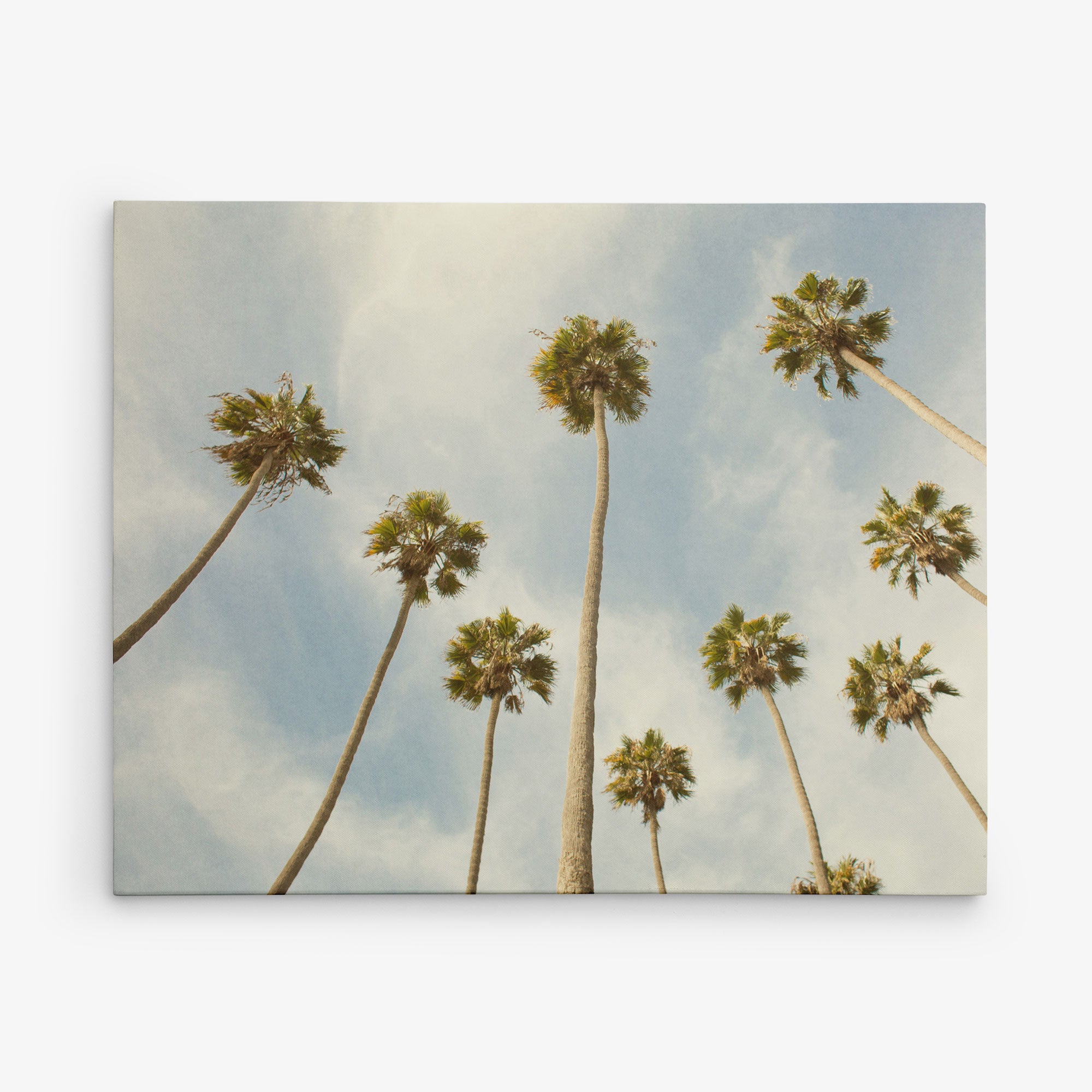 A group of tall palm trees against a blue sky with a few scattered clouds. The trees are viewed from a low angle, making them appear to stretch towards the sky. The image has a serene, sunny ambiance, perfect for California prints or as an 11x14 California Canvas Print (Choose from 10+ Designs) by Offley Green for your wall art collection.