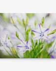 A close-up photograph of several light purple star-shaped flowers with green stems and buds set against a blurred natural background. The flowers have a delicate, soft appearance, and the overall tone of the image is light and airy, perfect for Offley Green 11x14 Botanical Canvas Print (Choose from 10+ Designs).