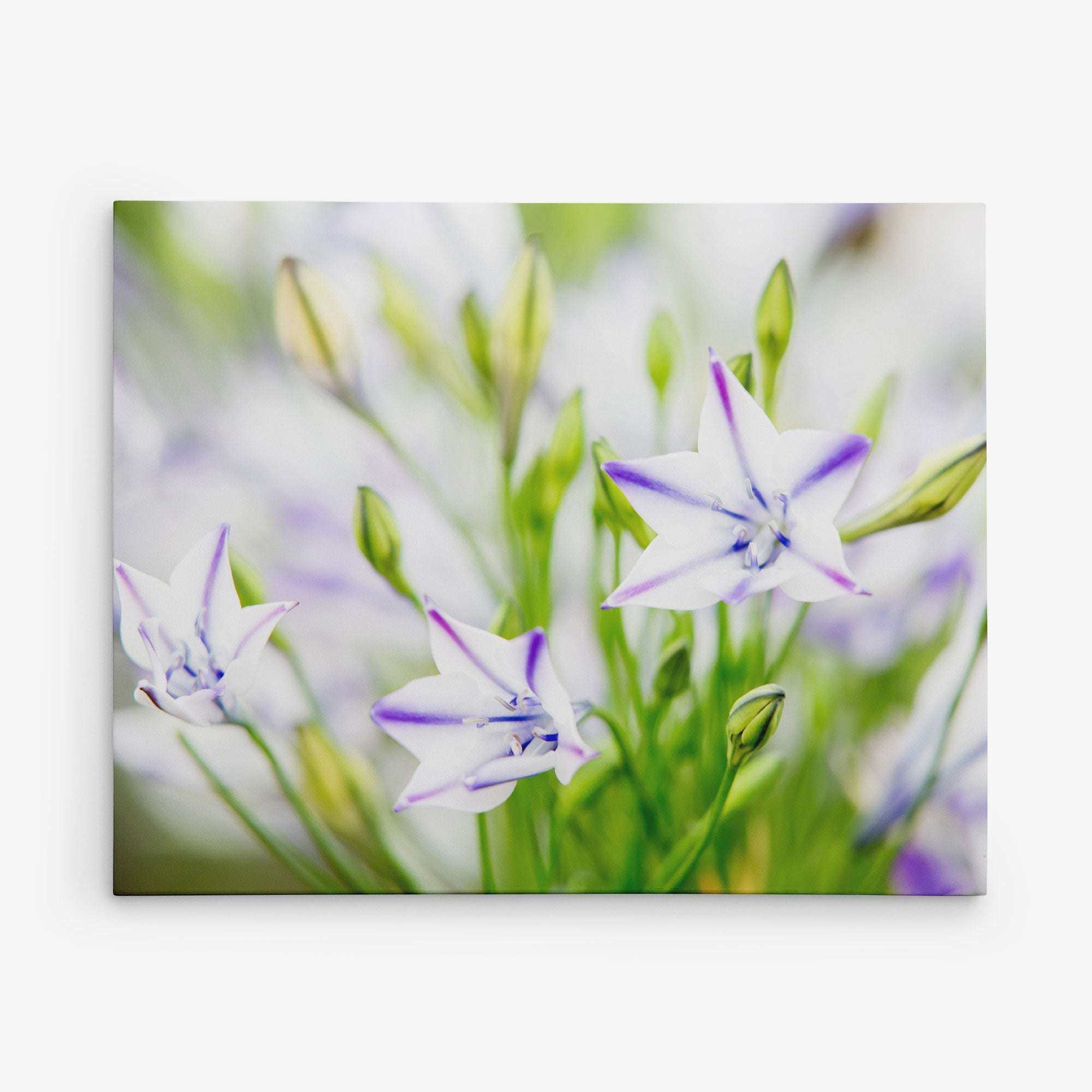 A close-up photograph of several light purple star-shaped flowers with green stems and buds set against a blurred natural background. The flowers have a delicate, soft appearance, and the overall tone of the image is light and airy, perfect for Offley Green 11x14 Botanical Canvas Print (Choose from 10+ Designs).