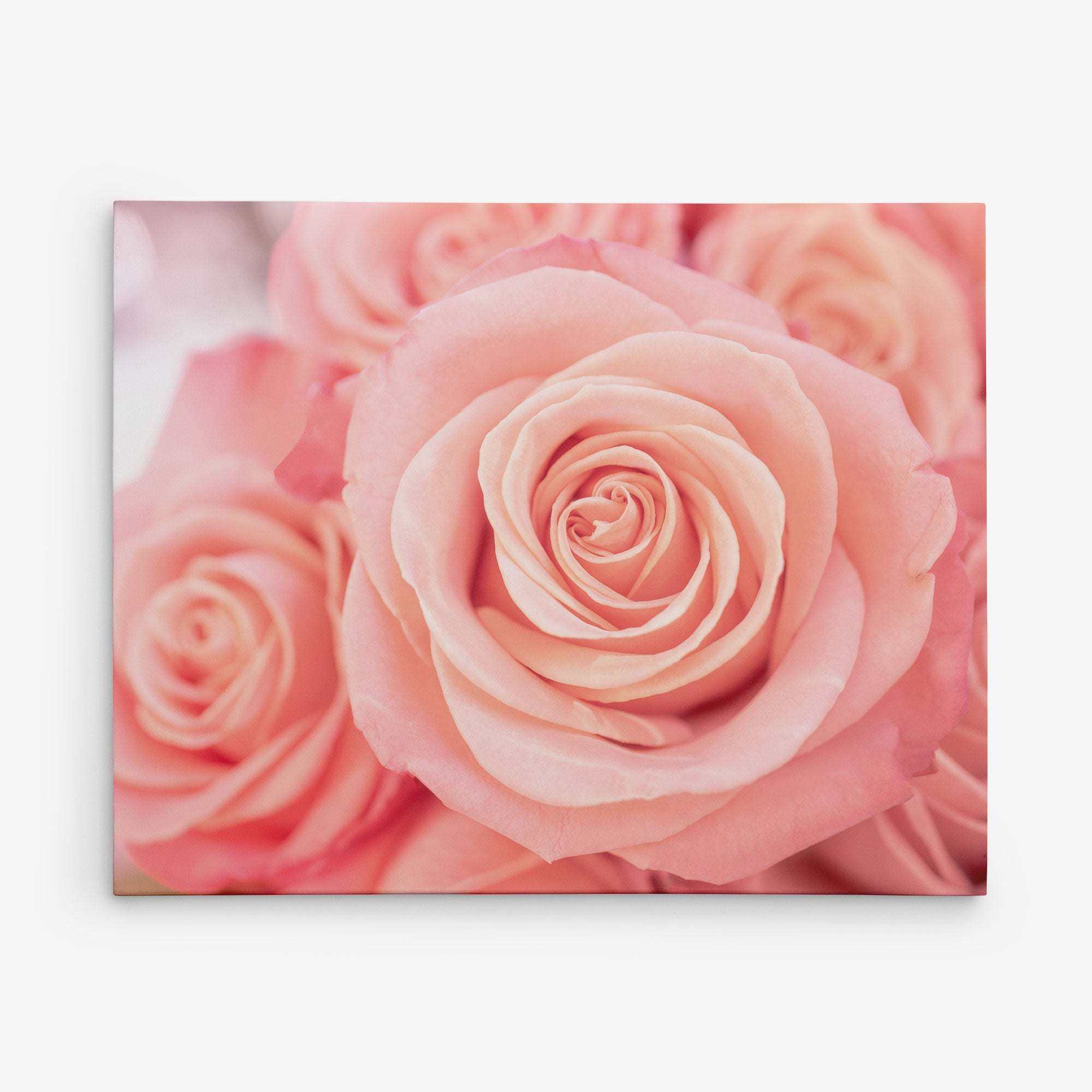 A close-up of several light pink roses in full bloom, with soft, delicate petals on premium artist-grade canvas. The image focuses primarily on the central rose, showcasing intricate details of the flower&#39;s layers, with other roses blurred in the background for a stunning 11x14 Botanical Canvas Print (Choose from 10+ Designs) by Offley Green.