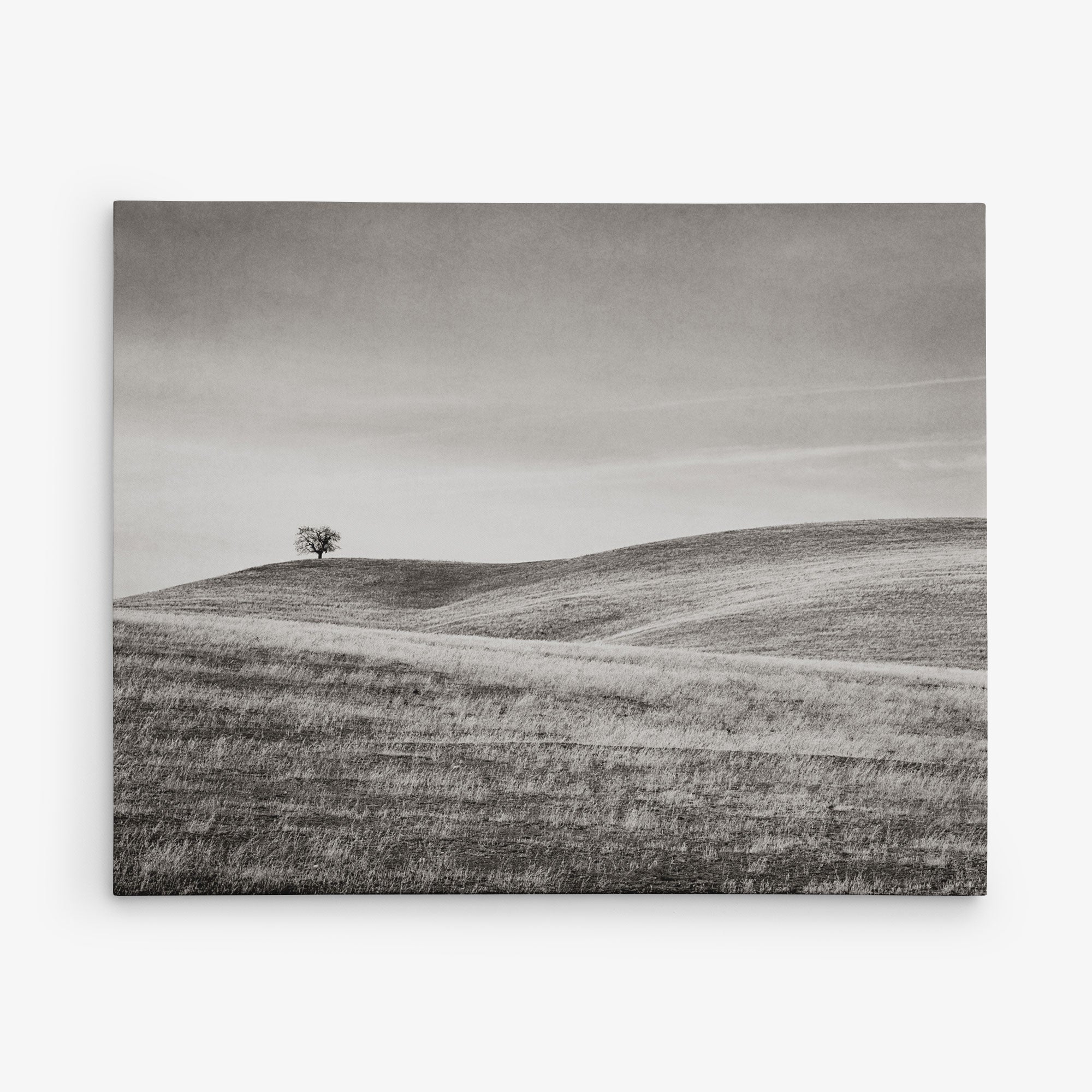 A black and white photo depicting a solitary tree standing on a gently sloping hill. The landscape is comprised of rolling grassy fields, capturing a serene and minimalistic scene under a cloudless sky. Perfect as rustic wall art, this sustainable artwork evokes tranquility when displayed as an Offley Green 16x20 Rustic Canvas Print (Choose from 10+ Designs).