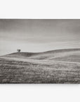 A black and white photo depicting a solitary tree standing on a gently sloping hill. The landscape is comprised of rolling grassy fields, capturing a serene and minimalistic scene under a cloudless sky. Perfect as rustic wall art, this sustainable artwork evokes tranquility when displayed as an Offley Green 16x20 Rustic Canvas Print (Choose from 10+ Designs).