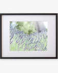 A black-framed picture hangs on a white wall, showcasing Offley Green’s Rustic Floral Print, 'Fields of Lavender.' The image captures a close-up view of the lavender plants in bloom, printed on archival photographic paper, with a blurred background of greenery and sky, creating a serene and natural scene.