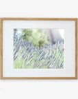 A framed photograph showing a field of lavender in bloom, printed on archival photographic paper. The lavender flowers are a mix of purple and green, swaying slightly as if in a gentle breeze. The light-colored wooden frame surrounds the image, with a white mat board inside. This is the Rustic Floral Print, 'Fields of Lavender' by Offley Green.