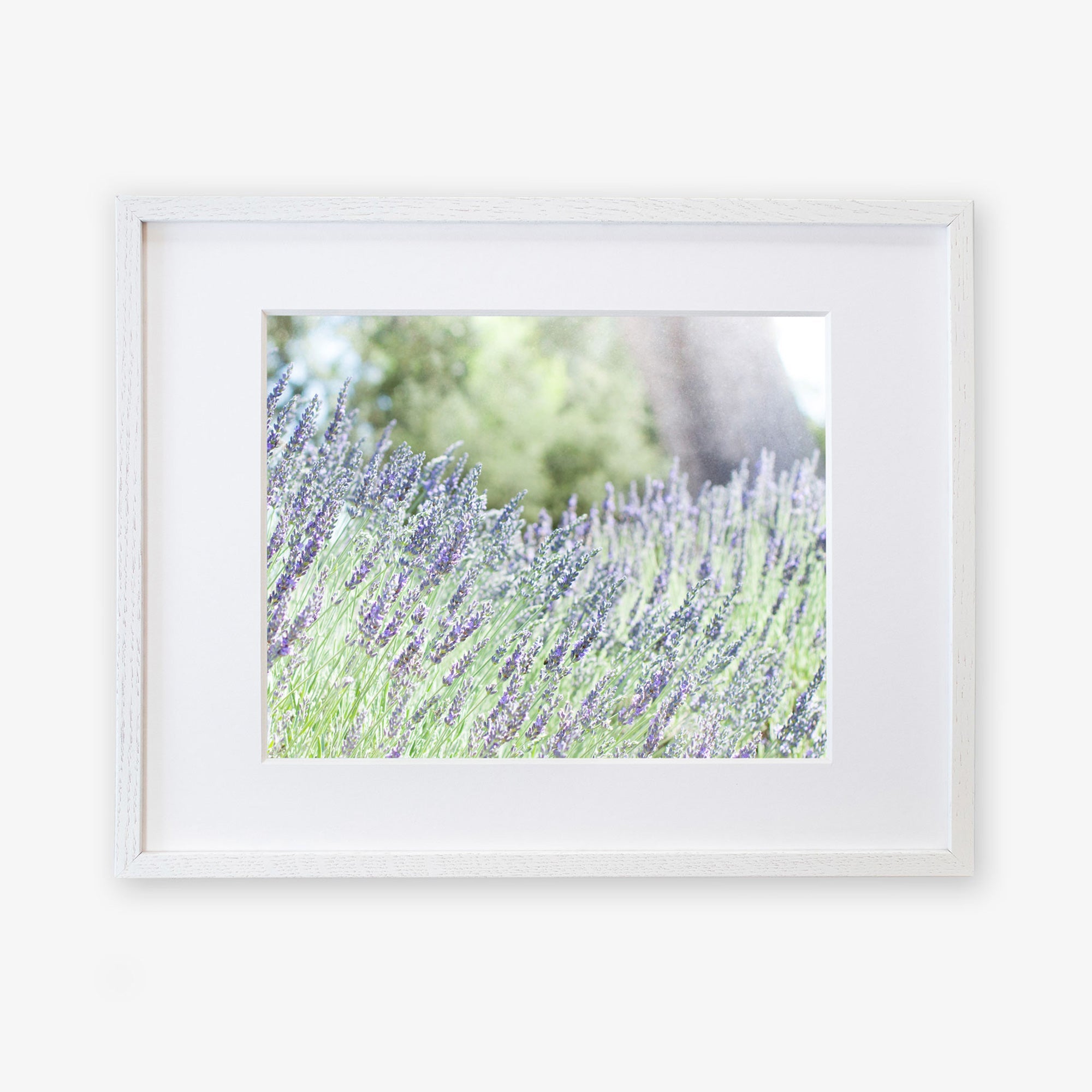 A framed photograph of a vibrant lavender field in bloom. The lavender flowers are a mix of purple hues, set against a soft-focus background of green foliage and trees. Printed on archival photographic paper, the frame is white, complementing the light, airy feel of this Rustic Floral Print, &#39;Fields of Lavender&#39; by Offley Green.