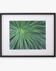 A framed photograph of an Abstract Green Botanical Print, 'Desert Fireworks' by Offley Green, showing a close-up of its spiky leaves radiating from the center, printed on archival photographic paper. The black frame contrasts with the white mat.