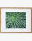 A framed photograph of an Abstract Green Botanical Print, 'Desert Fireworks' by Offley Green, showing close-up detail of its spiky leaves radiating from the center, mounted on archival photographic paper within a light wooden frame.