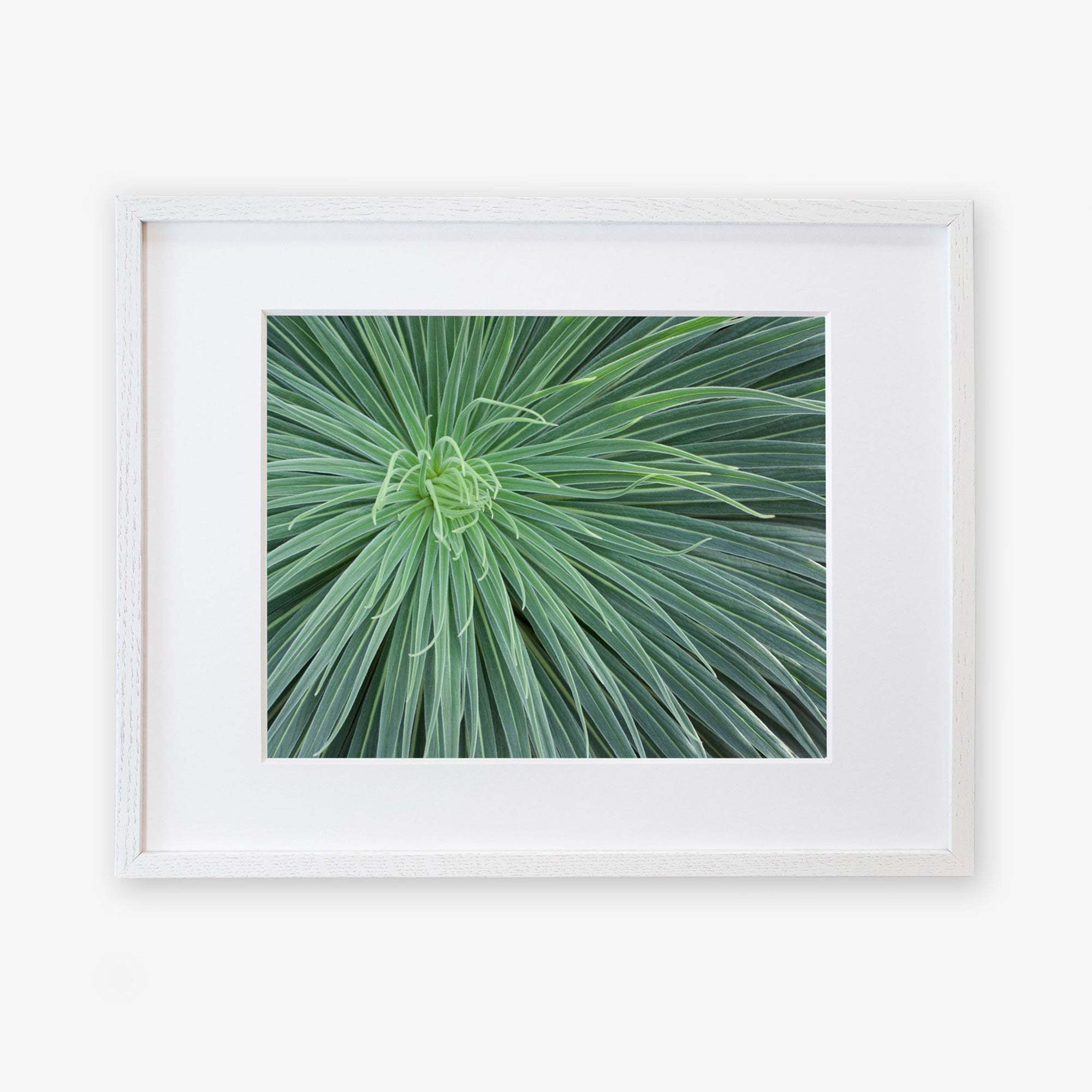 A framed photograph displaying a close-up view of an Abstract Green Botanical Print, &#39;Desert Fireworks&#39; by Offley Green, printed on archival photographic paper. The frame is simple and white, highlighting the vibrant green.