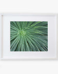 A framed photograph displaying a close-up view of an Abstract Green Botanical Print, 'Desert Fireworks' by Offley Green, printed on archival photographic paper. The frame is simple and white, highlighting the vibrant green.