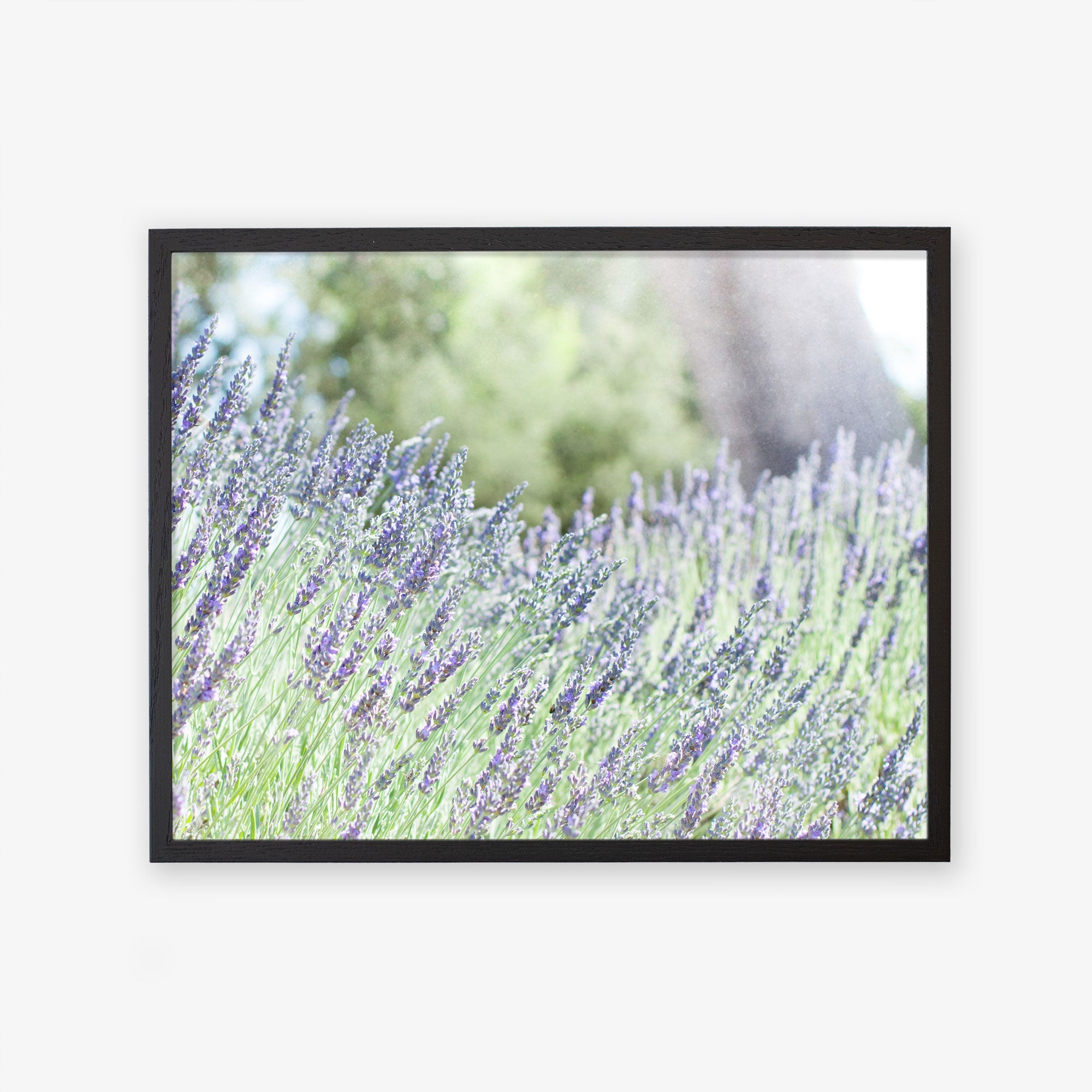 A Rustic Floral Print, &#39;Fields of Lavender&#39; by Offley Green captures a field of tall, narrow purple flowers on slender green stems. The blurred background reveals more greenery and hints of a tree trunk, evoking a peaceful outdoor scene. Unframed prints of this serene image are available on archival photographic paper.