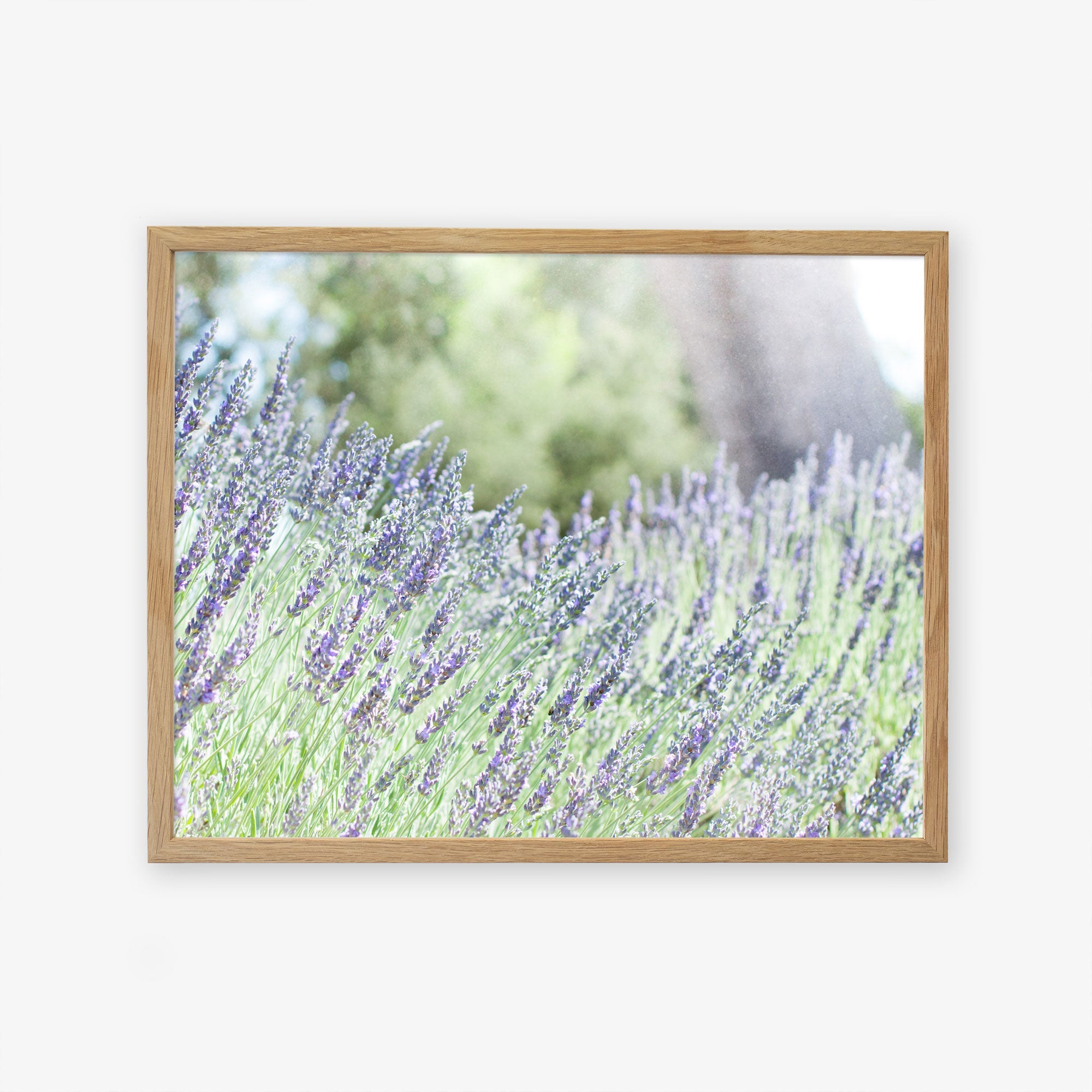 A framed photograph of a lavender field with tall, purple lavender flowers in bloom. The background is blurred, showcasing a tree trunk and greenery, creating a serene and natural scene. Printed on archival photographic paper, the frame has a light wood finish. This piece is known as &quot;Rustic Floral Print, &#39;Fields of Lavender&#39;&quot; by Offley Green.