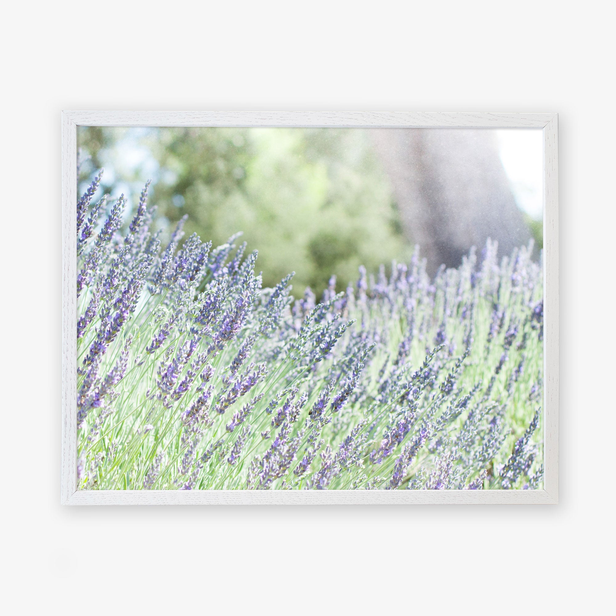 A framed photograph of a lush lavender field, with purple blossoms swaying gently. In the background, green trees and a blurred large tree trunk are visible, all set against a soft, light sky. The white frame contrasts with the vibrant colors of Offley Green&#39;s Rustic Floral Print, &#39;Fields of Lavender.&#39;