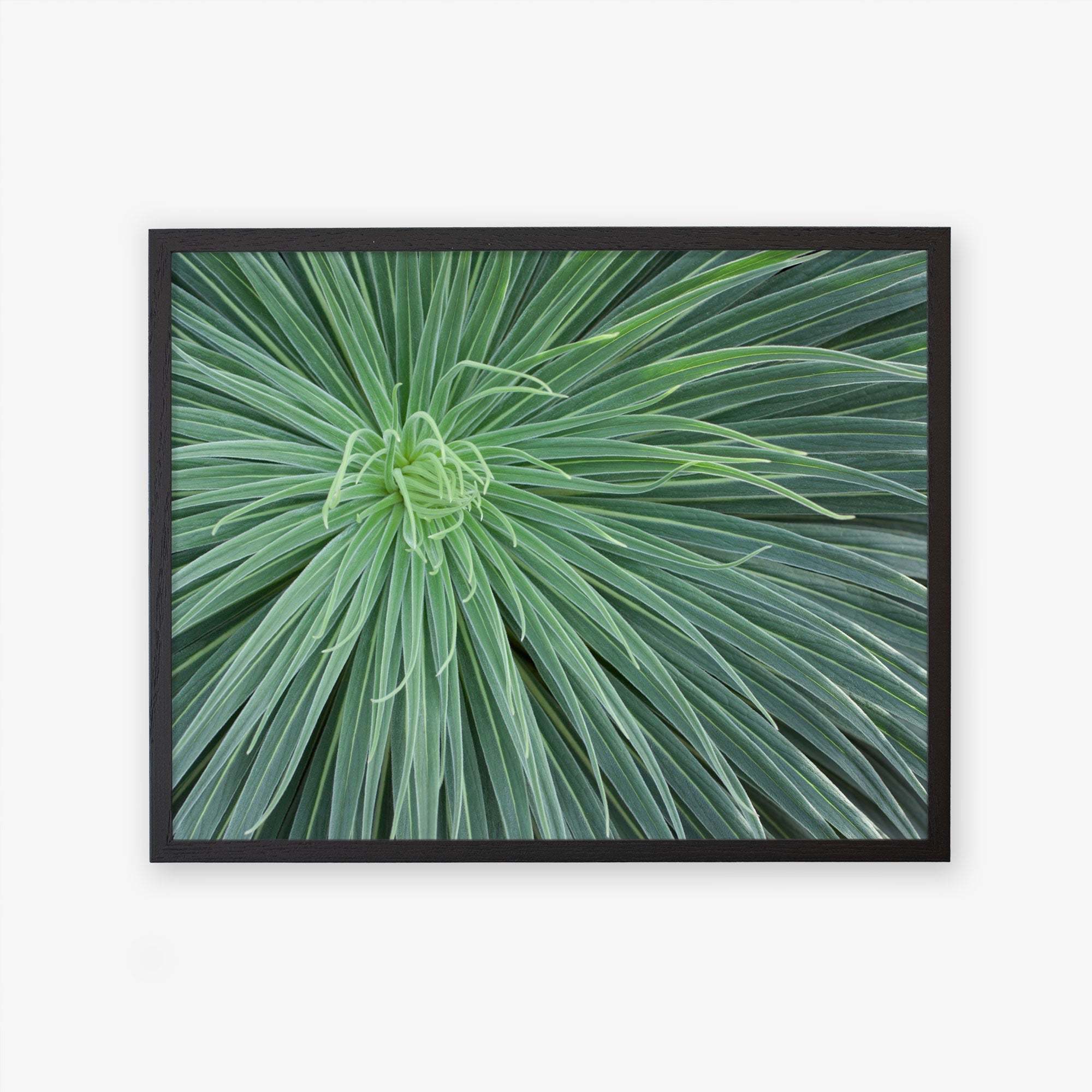 Offley Green&#39;s &#39;Desert Fireworks&#39; Abstract Green Botanical Print, featuring a close-up view of a desert plant with long, radiating leaves displayed against a white background.