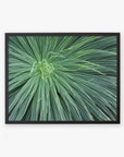 Offley Green's 'Desert Fireworks' Abstract Green Botanical Print, featuring a close-up view of a desert plant with long, radiating leaves displayed against a white background.