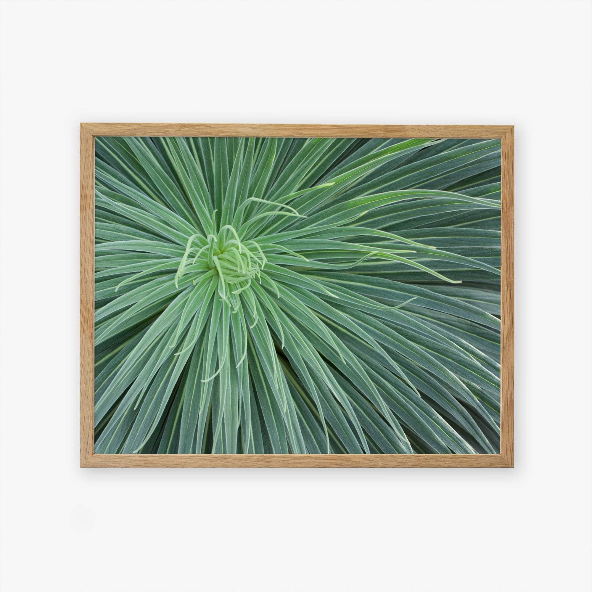 An unframed close-up photograph of a green spiky plant with long slender leaves radiating from the center, displayed against a white background by Offley Green.