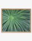 An unframed close-up photograph of a green spiky plant with long slender leaves radiating from the center, displayed against a white background by Offley Green.