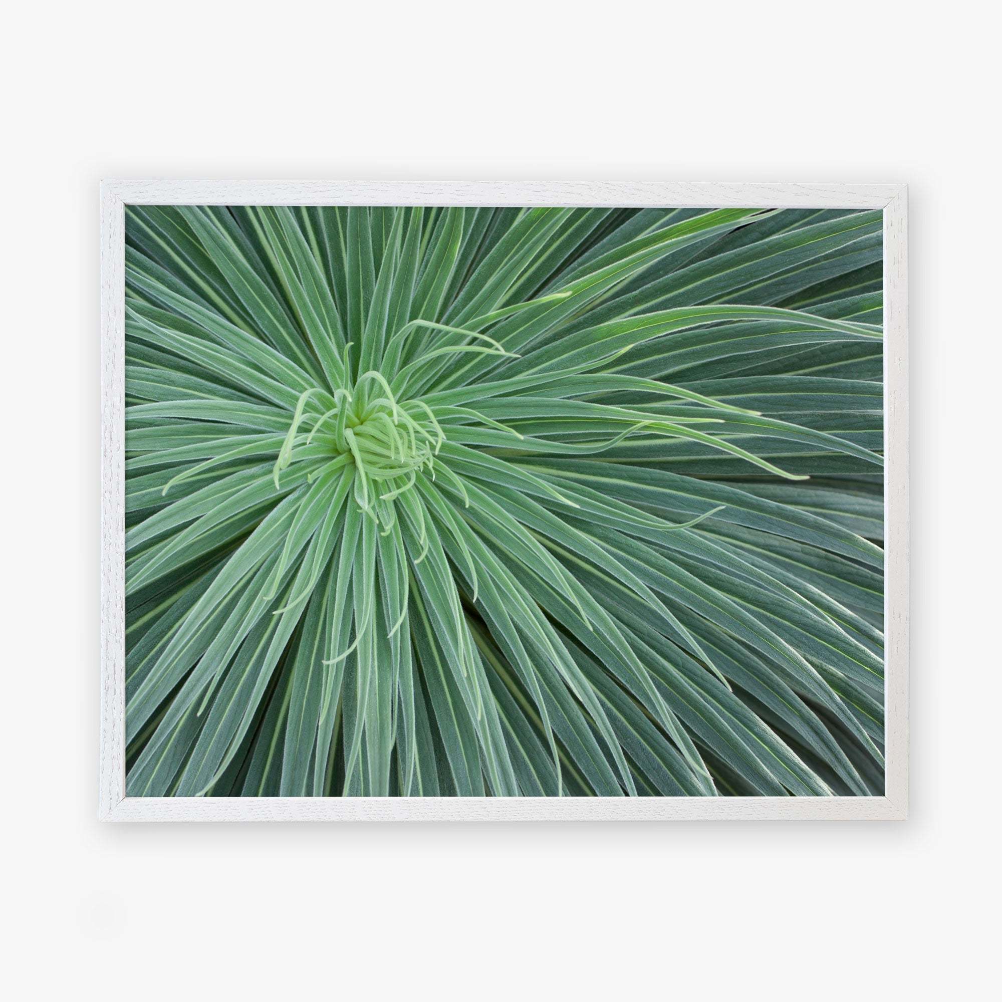 A close-up photograph of a green spiky desert plant, displaying thin, elongated leaves radiating from the center, framed by a simple white border featuring the Abstract Green Botanical Print &#39;Desert Fireworks&#39; by Offley Green.