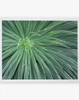 A close-up photograph of a green spiky desert plant, displaying thin, elongated leaves radiating from the center, framed by a simple white border featuring the Abstract Green Botanical Print 'Desert Fireworks' by Offley Green.