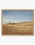 A framed artwork featuring the California Central Coast Landscape Print 'Golden Ynez' by Offley Green, with a lone tree on a gently rolling, golden-hued hill under a clear blue sky. The scene invokes a sense of calm and tranquility.