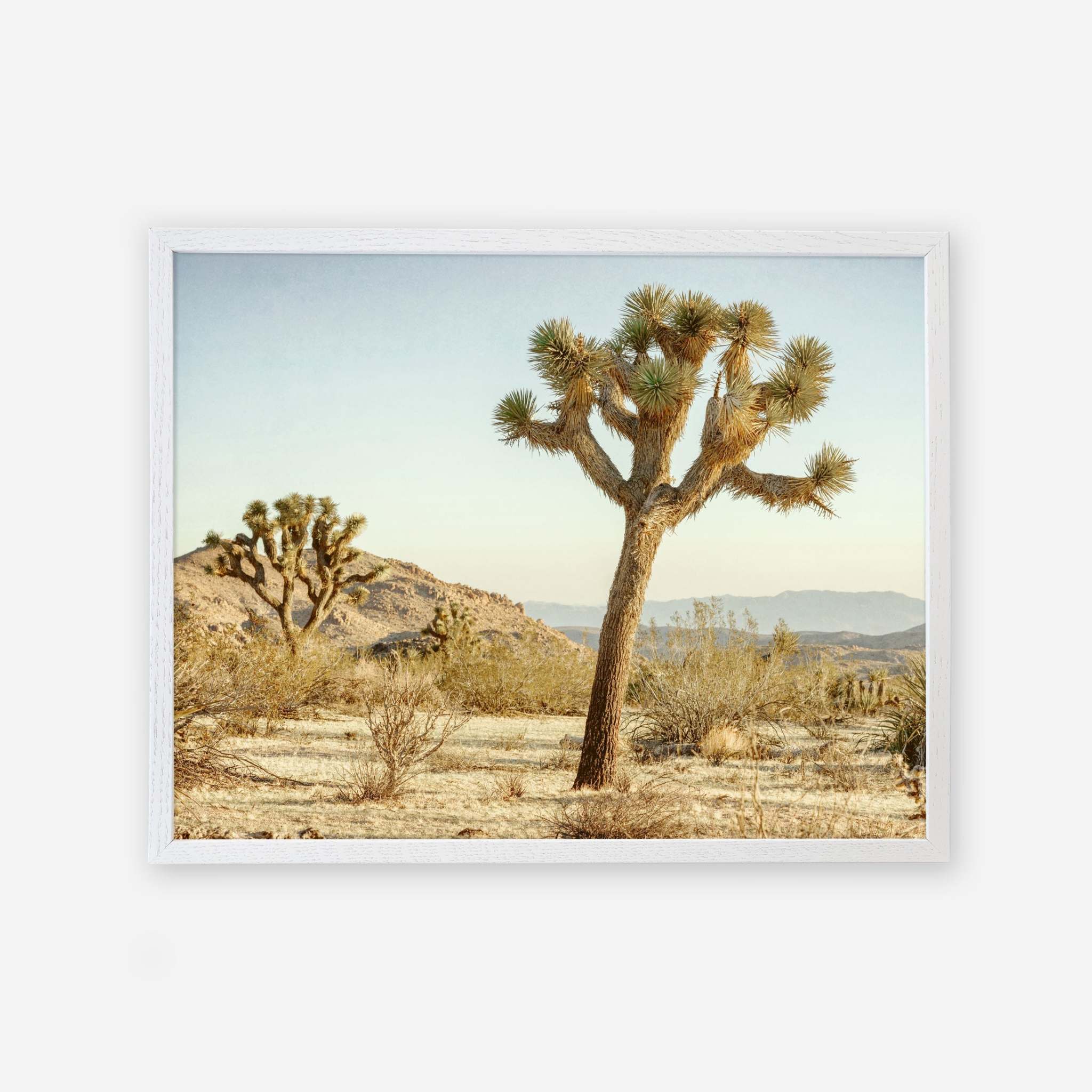 An unframed photograph of a Joshua Tree Print, &#39;Mighty Joshua&#39; in a desert landscape under a clear sky, with distant hills in the background and sparse vegetation on the ground by Offley Green.