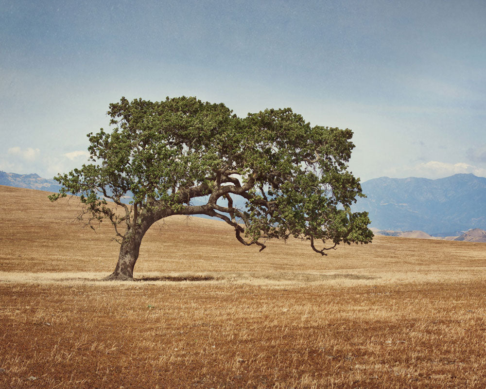 A California Oak Tree stands alone in a field of brown dry grass in the Santa Ynez Valley in Santa Barbara County.