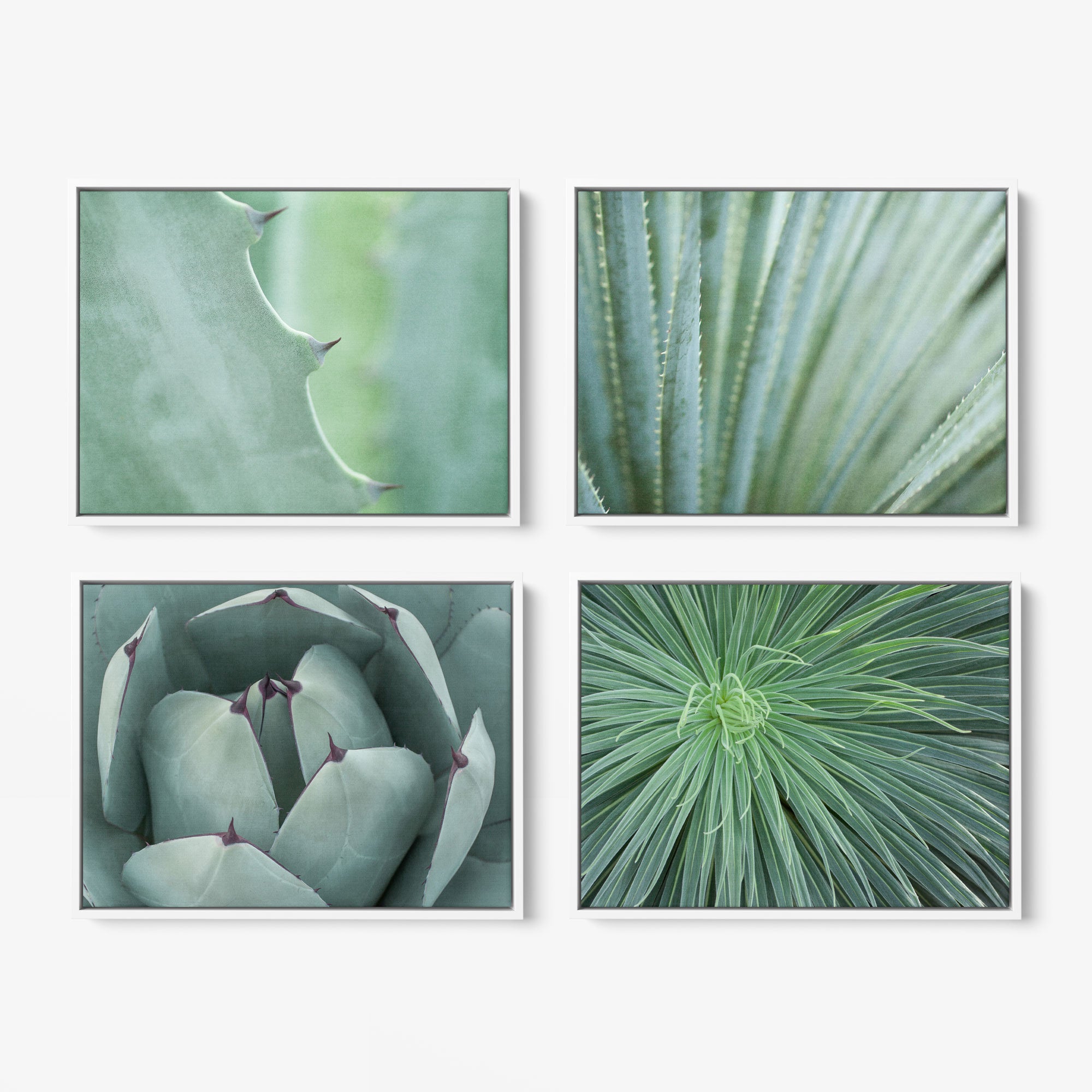 Four framed botanical prints from Offley Green&#39;s Set of 4 Framed Canvas are displayed against a white background. The top two prints feature close-up shots of green plant leaves with sharp edges, while the bottom two showcase intricate patterns of green succulents, highlighting their geometric forms, making them perfect for coastal styles.