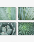 Four framed botanical prints from Offley Green's Set of 4 Framed Canvas are displayed against a white background. The top two prints feature close-up shots of green plant leaves with sharp edges, while the bottom two showcase intricate patterns of green succulents, highlighting their geometric forms, making them perfect for coastal styles.