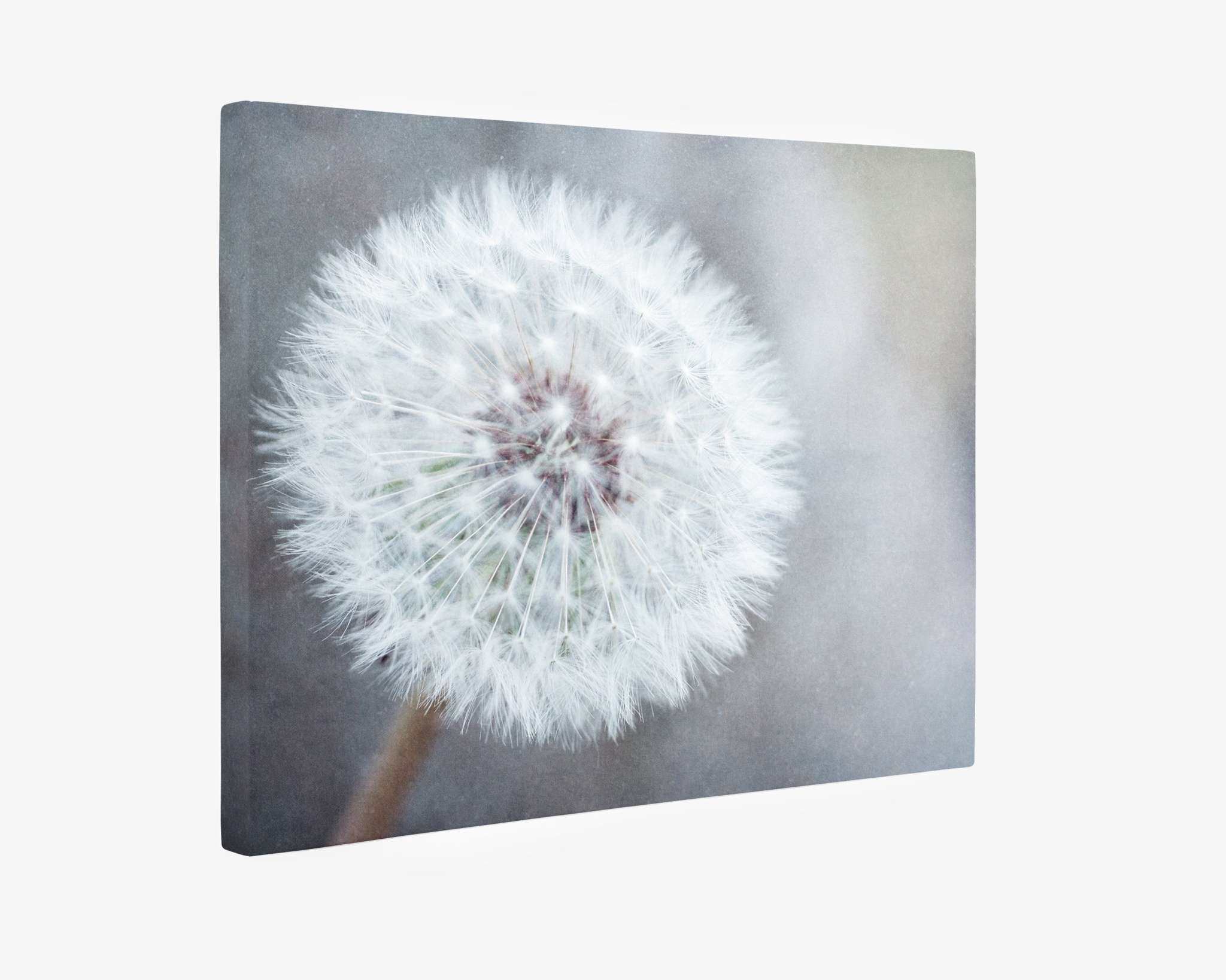 A close-up photograph of a single dandelion seed head against a soft, blurred background. The fluffy white seeds radiate from the center, creating a delicate and airy appearance. This 11x14 Botanical Canvas Print (Choose from 10+ Designs) by Offley Green boasts a muted, calming color palette.