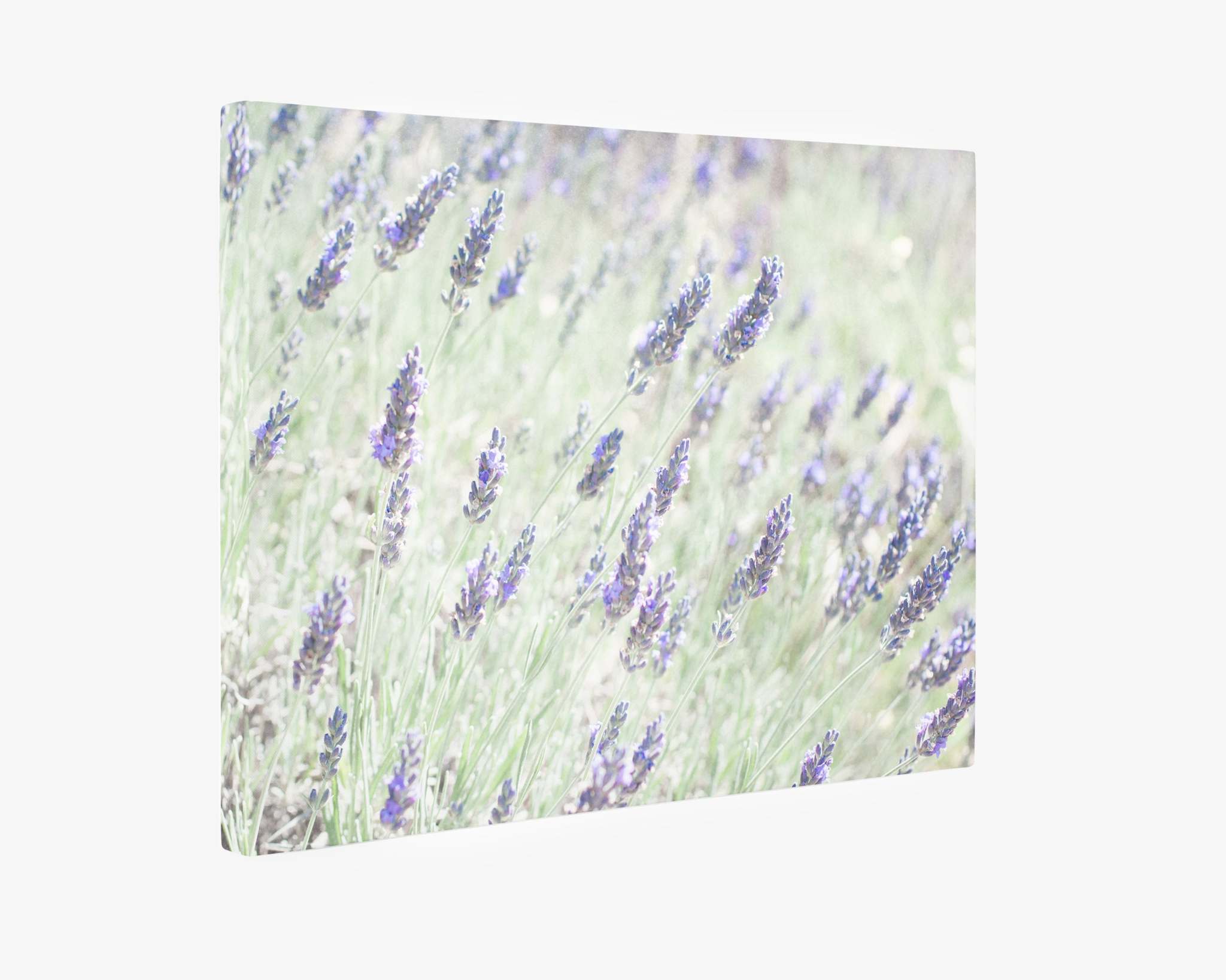 A Floral Purple Canvas Wall Art, &#39;Lavender for LaLa&#39; by Offley Green depicting a field of lavender flowers in soft focus. The lavender stalks, adorned with purple blooms, sway gently amidst a backdrop of light green grasses, creating a calming, airy scene. This pastel-toned living room decor piece enhances the tranquil ambiance.