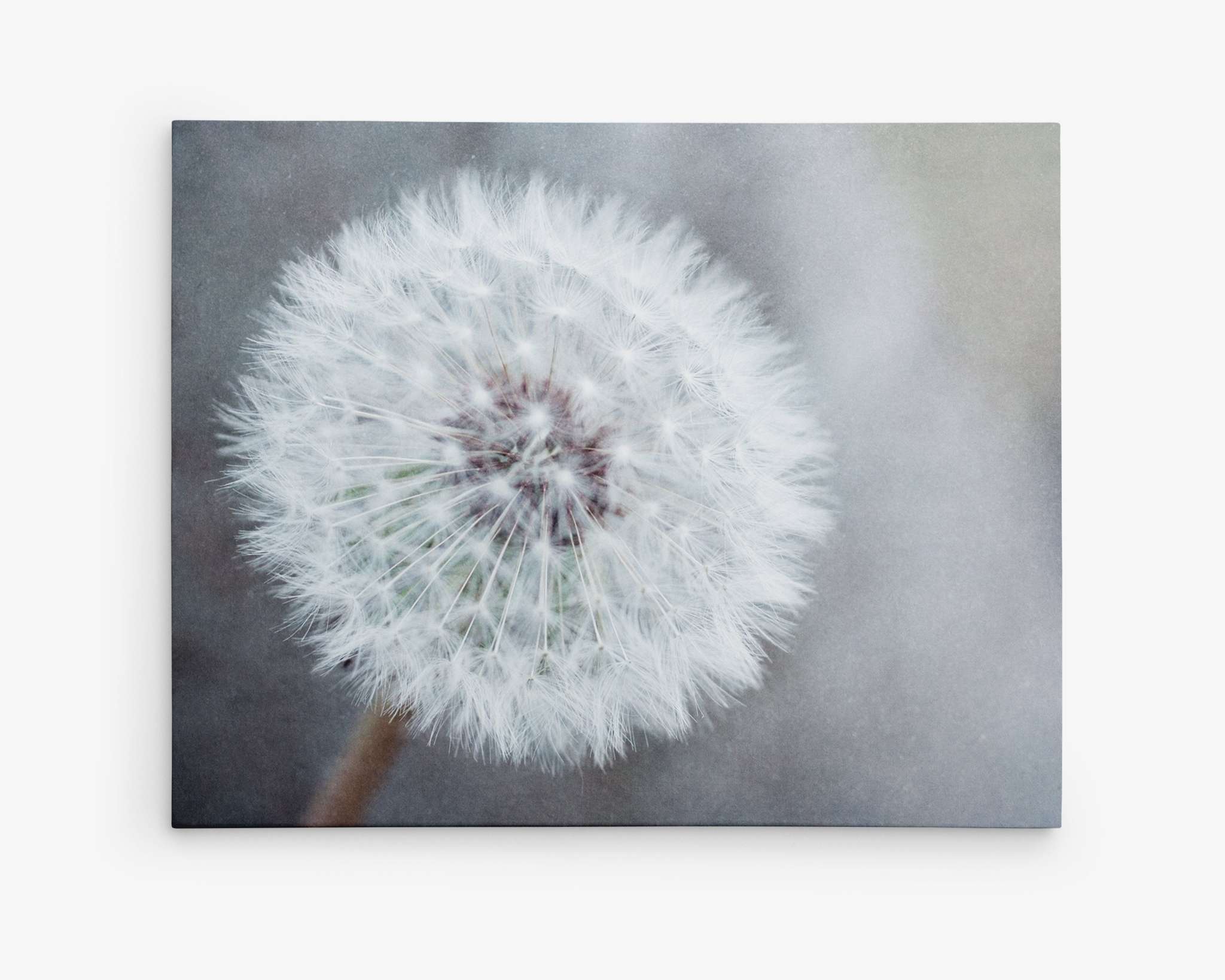 Close-up of a white dandelion seed head against a soft, blurred gray background. The intricate details of the dandelion seeds are clearly visible, with delicate filaments radiating from the central stem. This serene and minimalist image is available as Neutral Grey Floral Canvas Wall Art, 'Dandelion King' by Offley Green for a ready-to-hang solution.