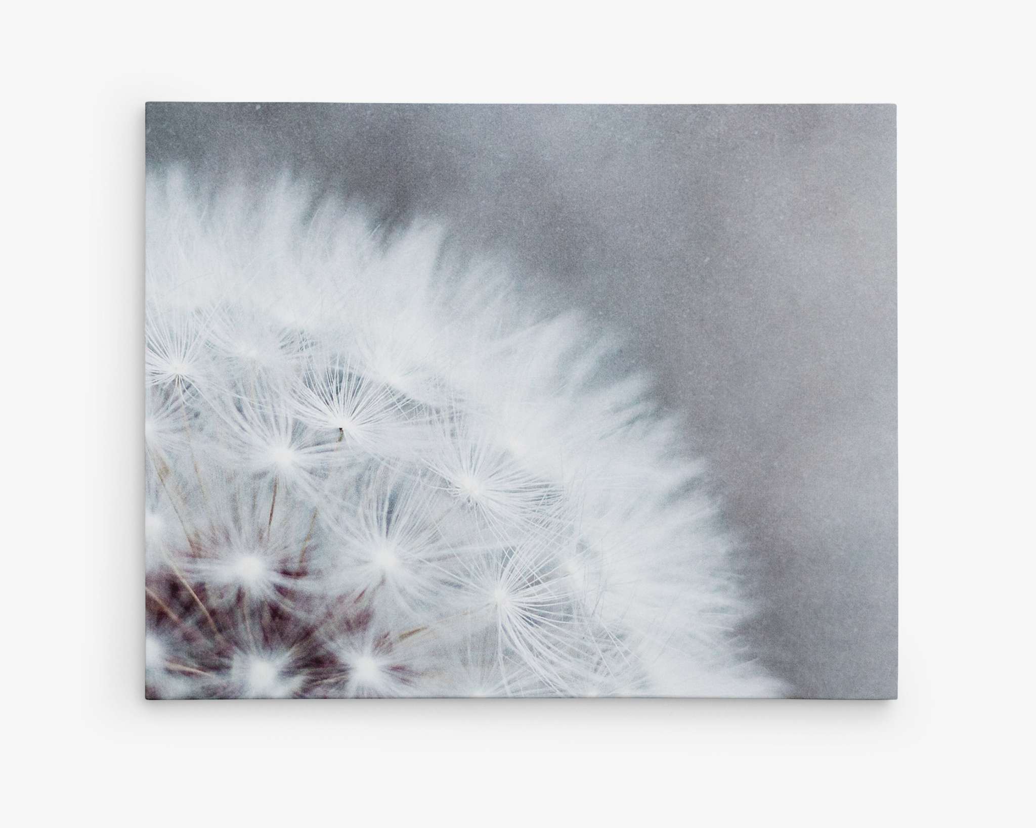 A close-up photograph of a dandelion seed head with delicate, white filaments visible, captured using macro lens photography. The background is blurred in soft shades of gray, emphasizing the intricate details of the dandelion—perfect for showcasing as Offley Green's Grey Botanical Canvas Wall Art, 'Dandelion Queen'.