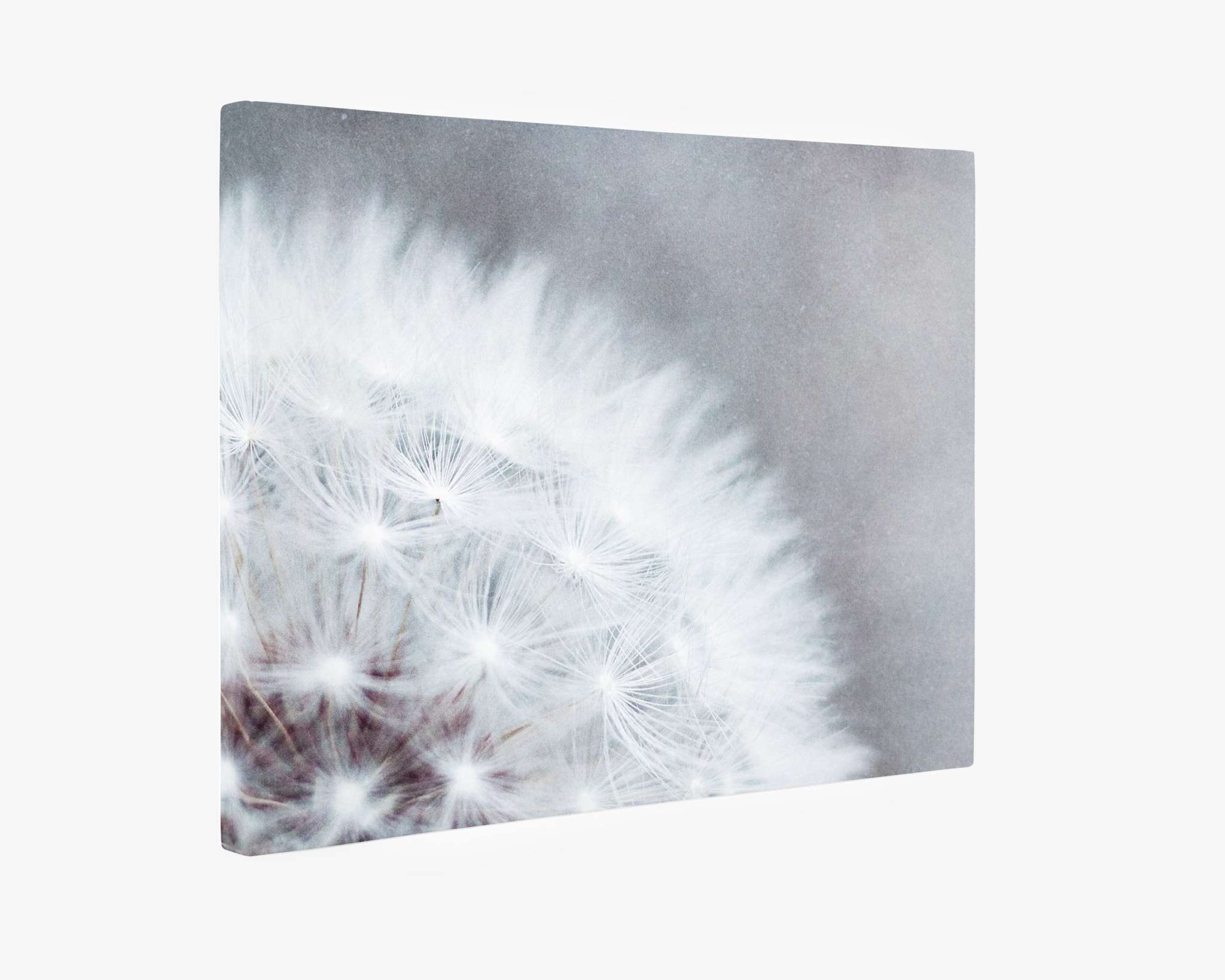 A close-up image of a dandelion seed head with delicate white seeds radiating from the center, captured through macro lens photography and set against a soft, blurry gray background. The fine details of the seeds create a light, airy, and ethereal appearance perfect for **Offley Green**'s **Grey Botanical Canvas Wall Art, 'Dandelion Queen'**.