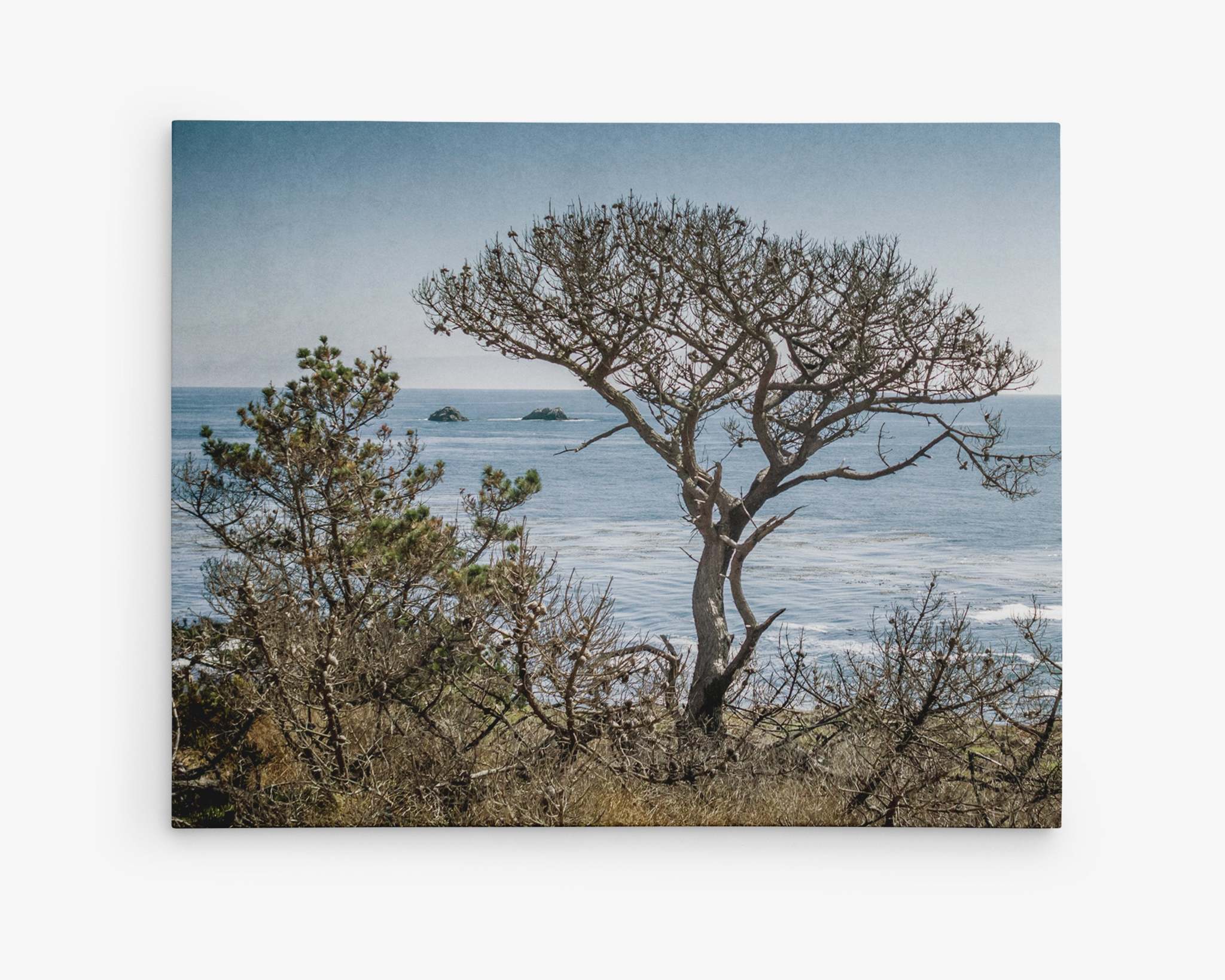 A coastal landscape featuring a tree with bare branches in the foreground and the ocean in the background. Small rocky islets are visible in the sea under a clear blue sky along the stunning Big Sur coastline. Vegetation around the tree adds depth to this serene scene, perfect for Offley Green's premium artist-grade California Landscape Canvas Art in Big Sur, 'Wind Blown Tree'.