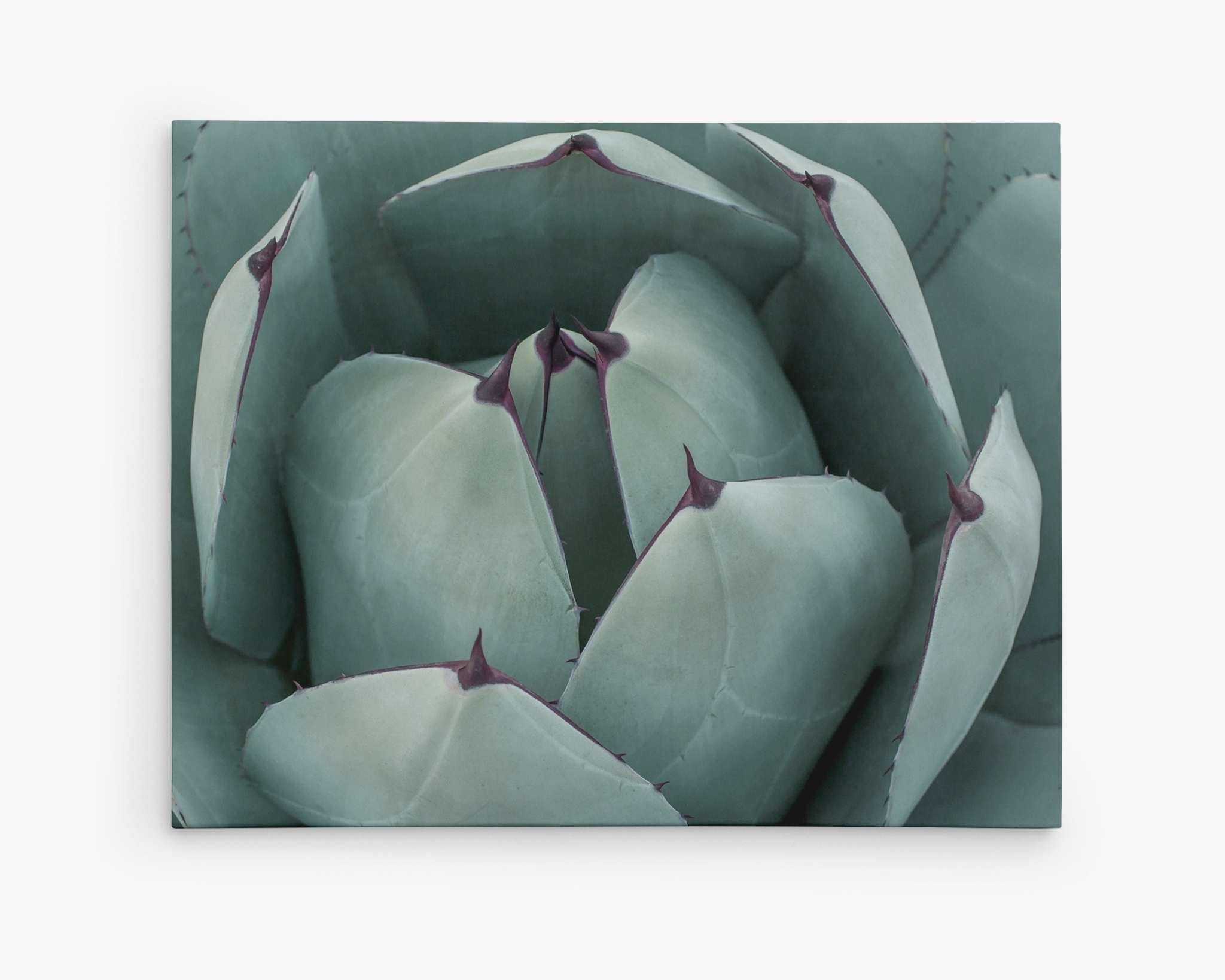Close-up view of Offley Green's Abstract Teal Green Botanical Wall Art, 'Teal Petals', depicting a succulent plant with thick, fleshy, pale green leaves that have pointed, burgundy-tinged tips. The leaves are tightly clustered together, creating a layered, rosette pattern. The background is out of focus, highlighting the central part of the desert plant.