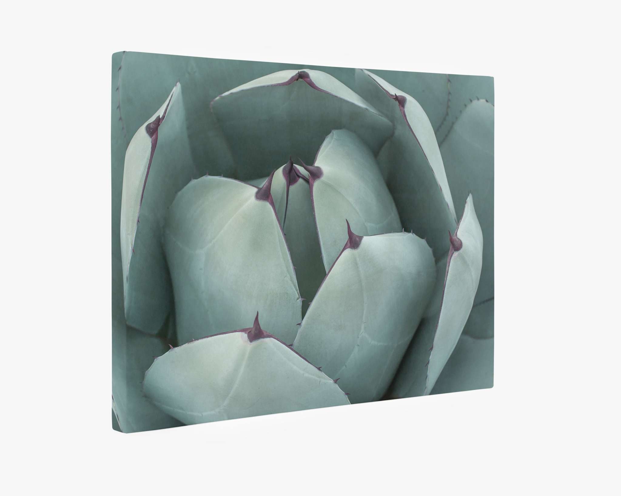Photograph of a close-up view of a succulent plant with thick, fleshy leaves in a geometric arrangement. The leaves are pale green with purple tips and edges featuring small spines. This desert plant artwork, 'Teal Petals,' is presented on premium artist-grade poly-cotton blend canvas gallery wrap prints by Offley Green.