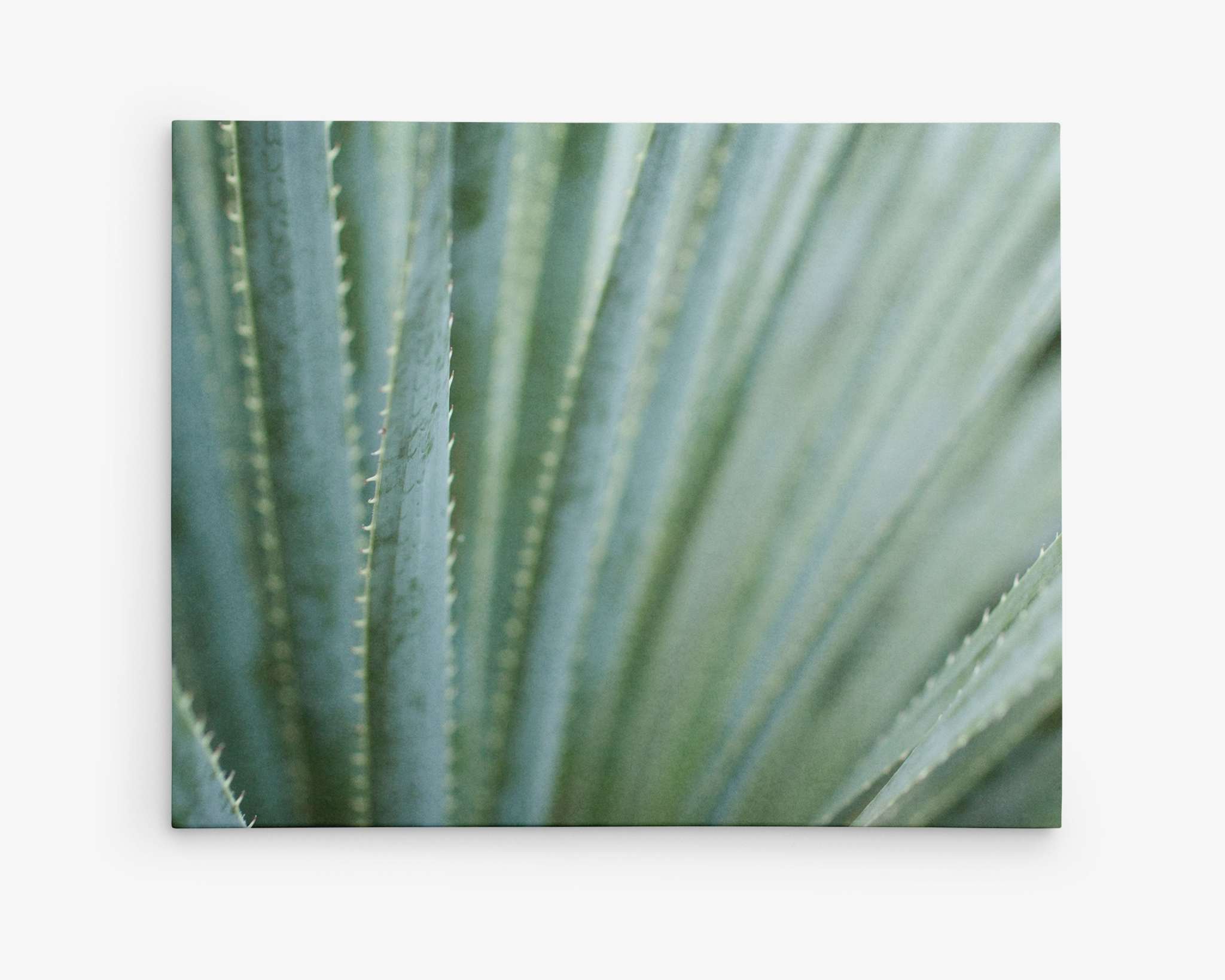 A close-up image of succulent plant leaves. The leaves are pointed and arranged in a radial pattern, with a light green color and subtle texture visible. Like desert plants, their resilience shines through. The background gradually blurs, emphasizing the sharpness of the leaves in the foreground. This is captured beautifully in Offley Green's Abstract Green Botanical Canvas Wall Art, 'Strands and Spikes'.