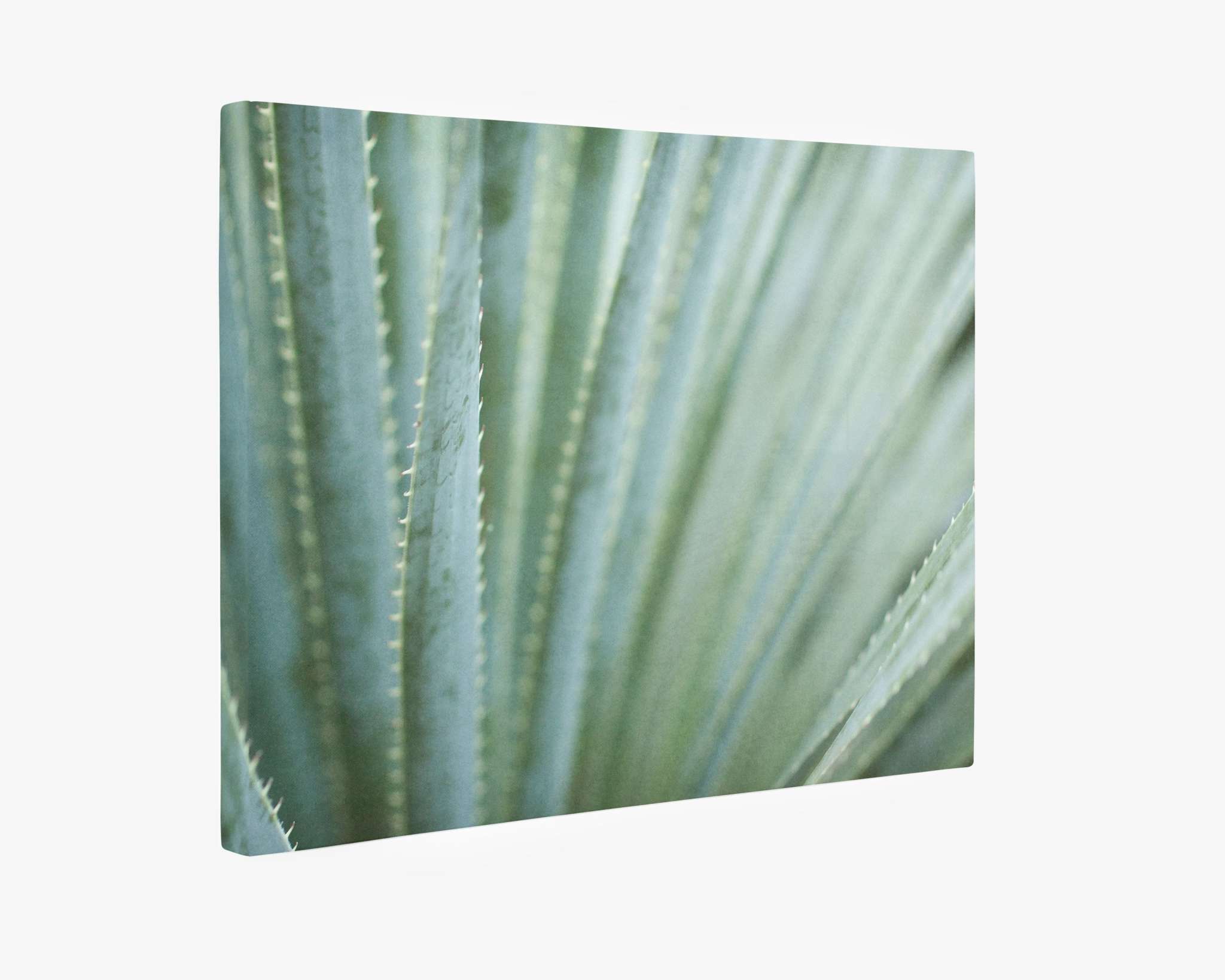 Close-up of a blue agave plant showing detailed texture and sharp spines, with a soft focus in the background, printed on Offley Green&#39;s Abstract Green Botanical Canvas Wall Art, &#39;Strands and Spikes&#39;.