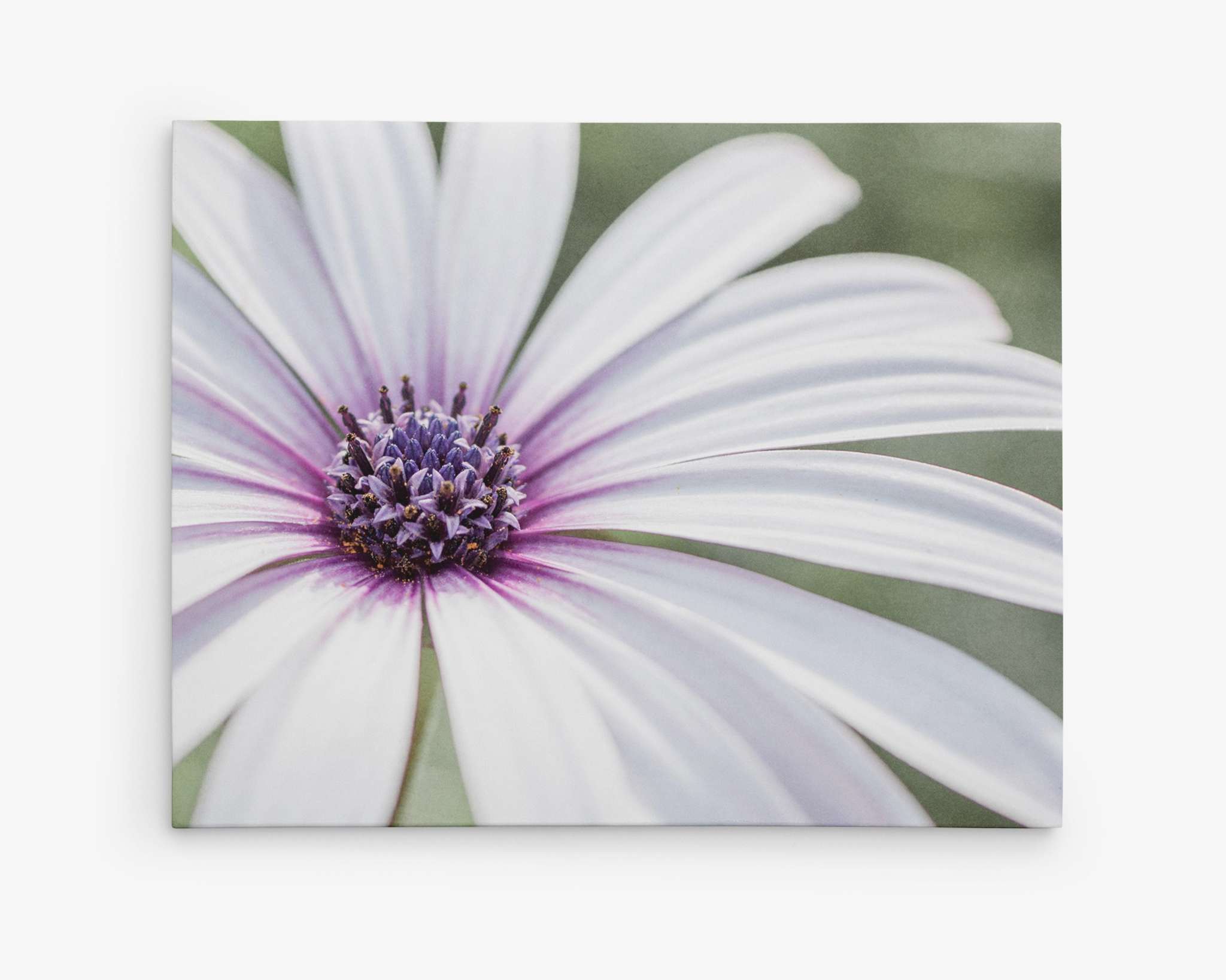 Close-up of a white daisy with a purple center. The background is blurred green, highlighting the delicate petals and intricate details of the flower&#39;s core. Mounted on an artist-grade poly-cotton blend canvas, this ready-to-hang solution captures the vibrant and sharp beauty of the daisy. Introducing Offley Green&#39;s Large White Daisy Flower Picture, Floral Wall Art, &#39;Bed of Petals&#39;.