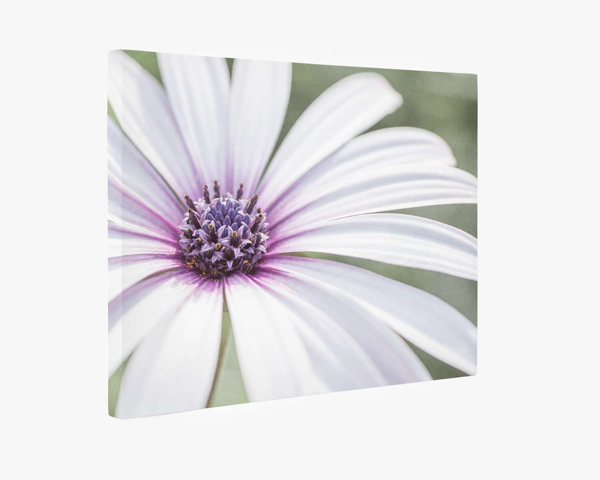 A close-up view of a white and purple daisy flower printed on an artist-grade poly-cotton blend canvas. The flower&#39;s intricate details, including its purple center and delicate petals, are prominently featured against a soft, blurred background. This ready-to-hang solution boasts a clean, minimalistic design. &#39;Bed of Petals&#39; by Offley Green provides a stunning representation of nature with the Large White Daisy Flower Picture in their Floral Wall Art collection.