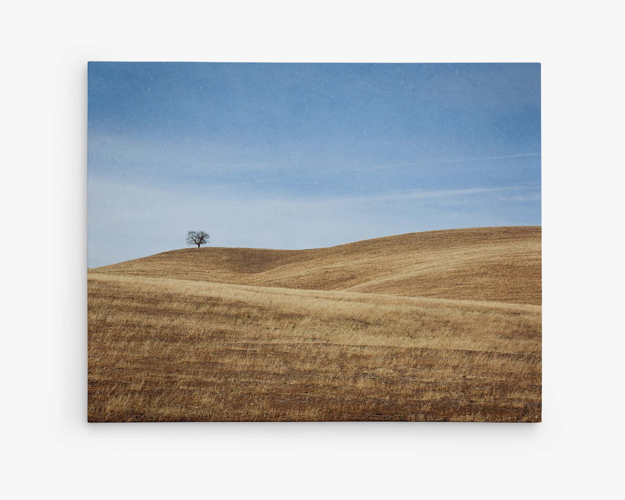 A landscape image depicting rolling golden hills under a clear blue sky. A solitary tree stands on one of the hills, adding a focal point to the serene, open expanse. Printed on premium artist-grade canvas, this ready-to-hang solution highlights the natural beauty and tranquility of the scene. This is California Central Coast Landscape Canvas Wall Decor 'Golden Ynez' by Offley Green.