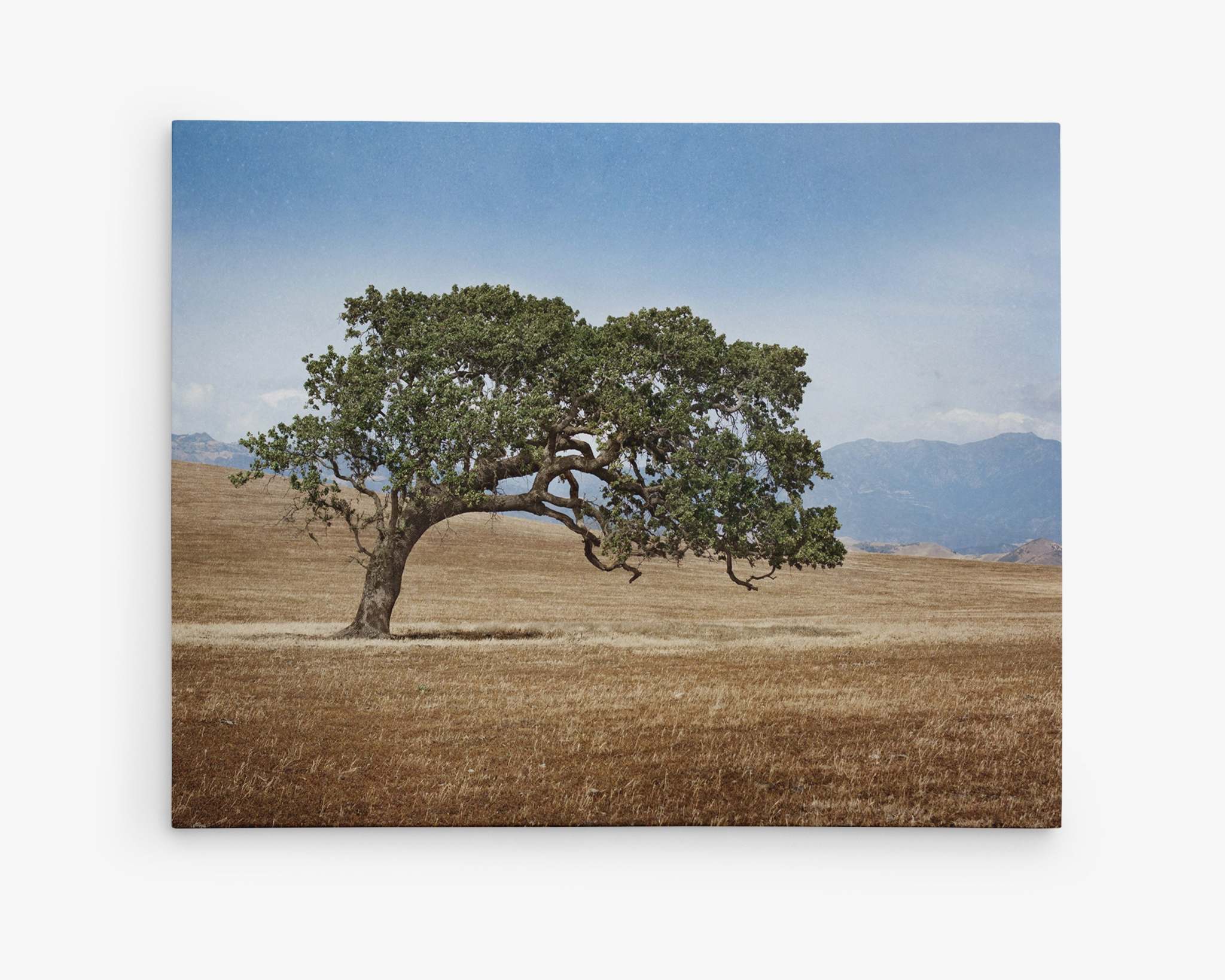 A solitary California Oak stands in an open, dry grassland under a clear blue sky. The tree has green foliage and a curved trunk. Distant mountains are visible on the horizon, rendering the scene serene and peaceful, perfect for immortalizing on Offley Green’s premium artist-grade California Landscape Wall Art, Oak Tree Canvas &#39;Windswept&#39; or as a canvas gallery wrap.