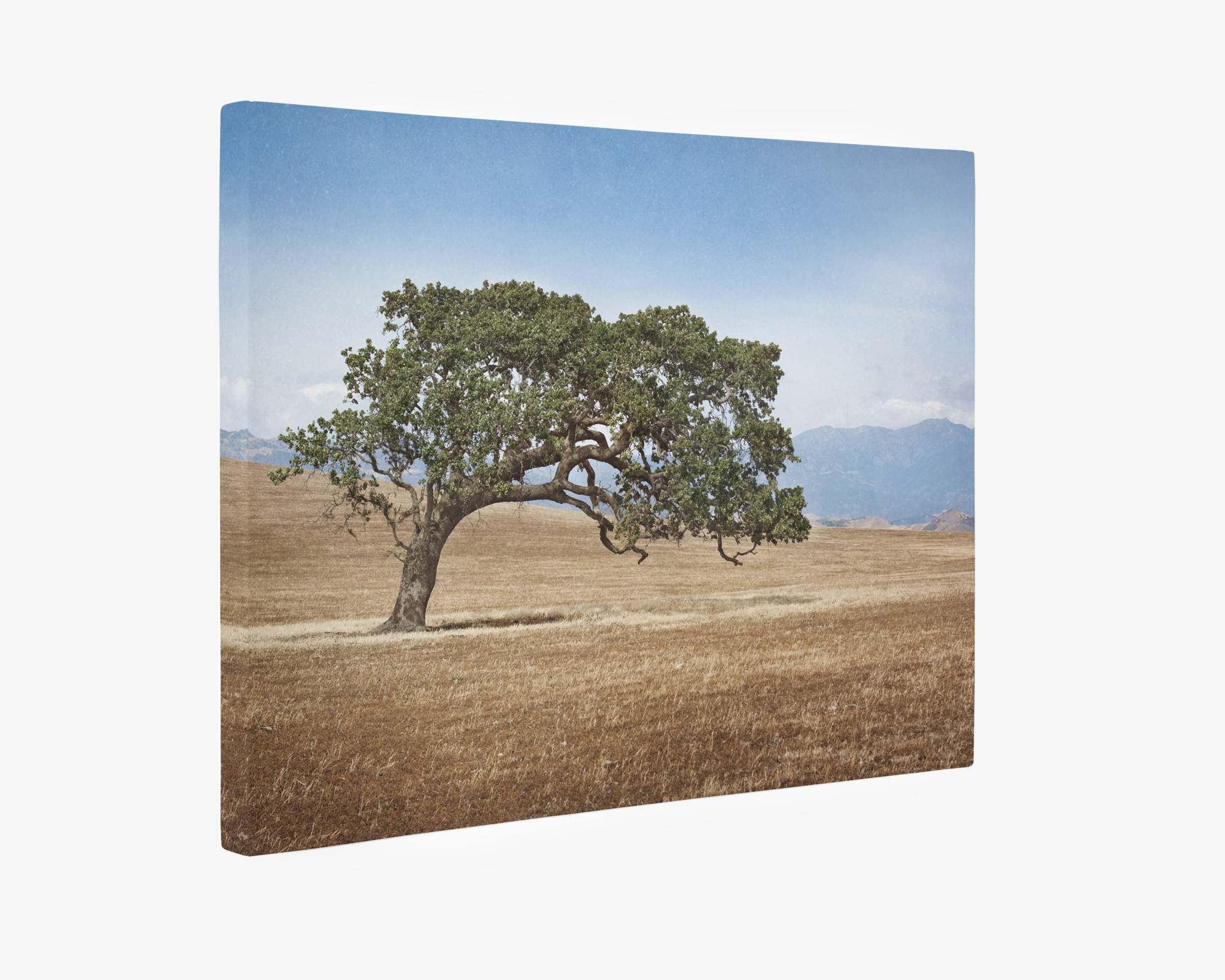 A lone tree with a sprawling canopy stands in a dry, empty field. The background features distant, hazy mountains under a clear blue sky. The image is presented as Offley Green&#39;s premium artist-grade California Landscape Wall Art, Oak Tree Canvas &#39;Windswept,&#39; capturing the essence of California Oaks.